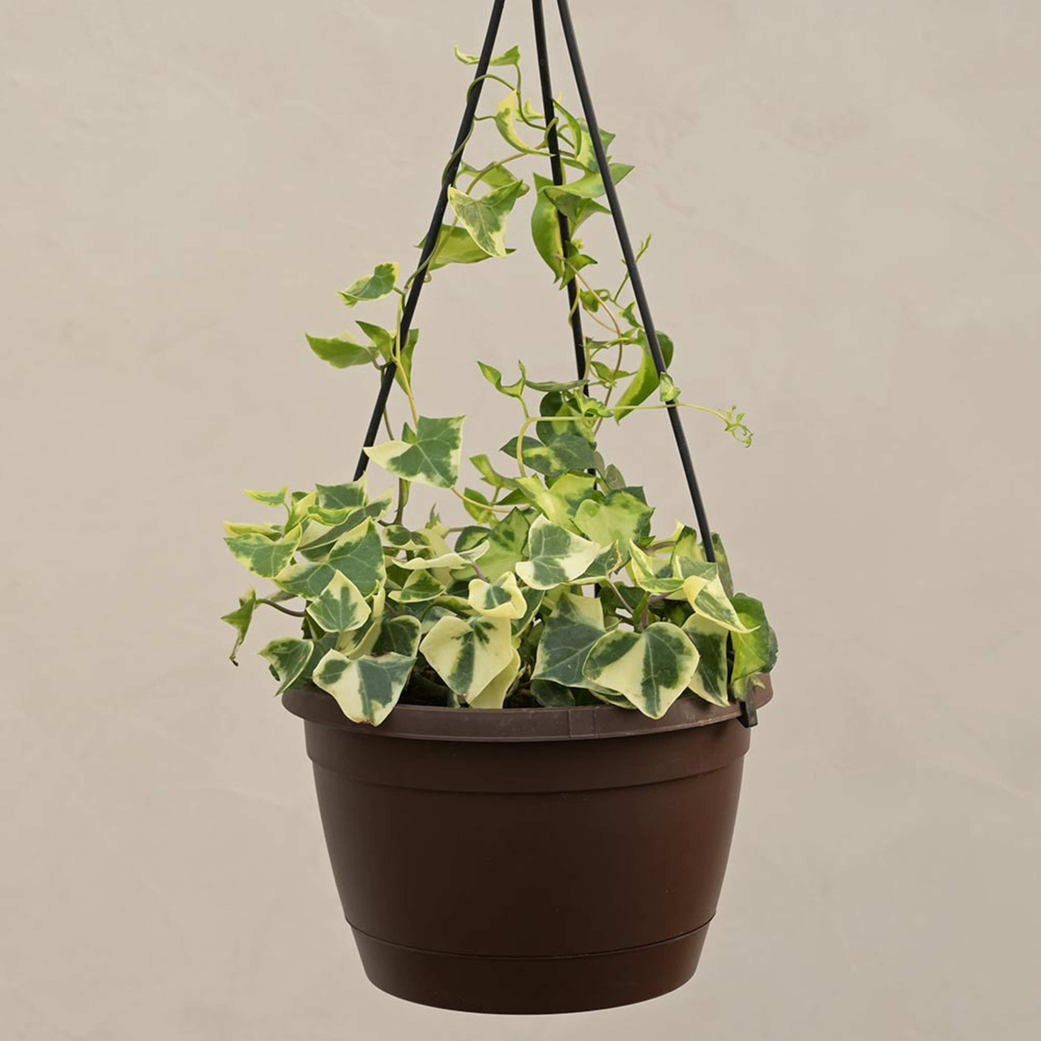 MR English Ivy Variegated (Hedera helix Variegata) Indoor Live Plant