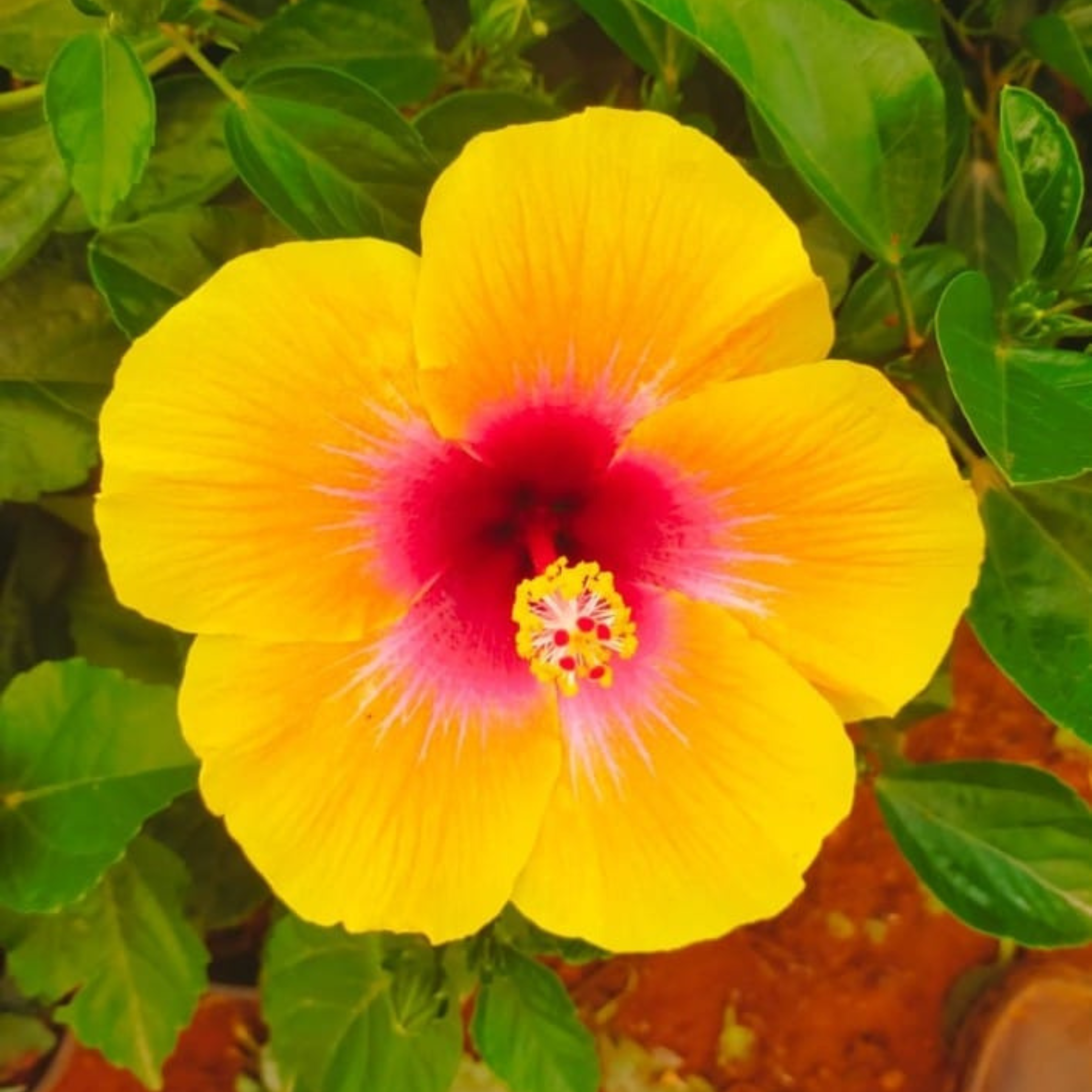 DZ Hibiscus Yellow-Pink Core Flowering Live Plant - view 2