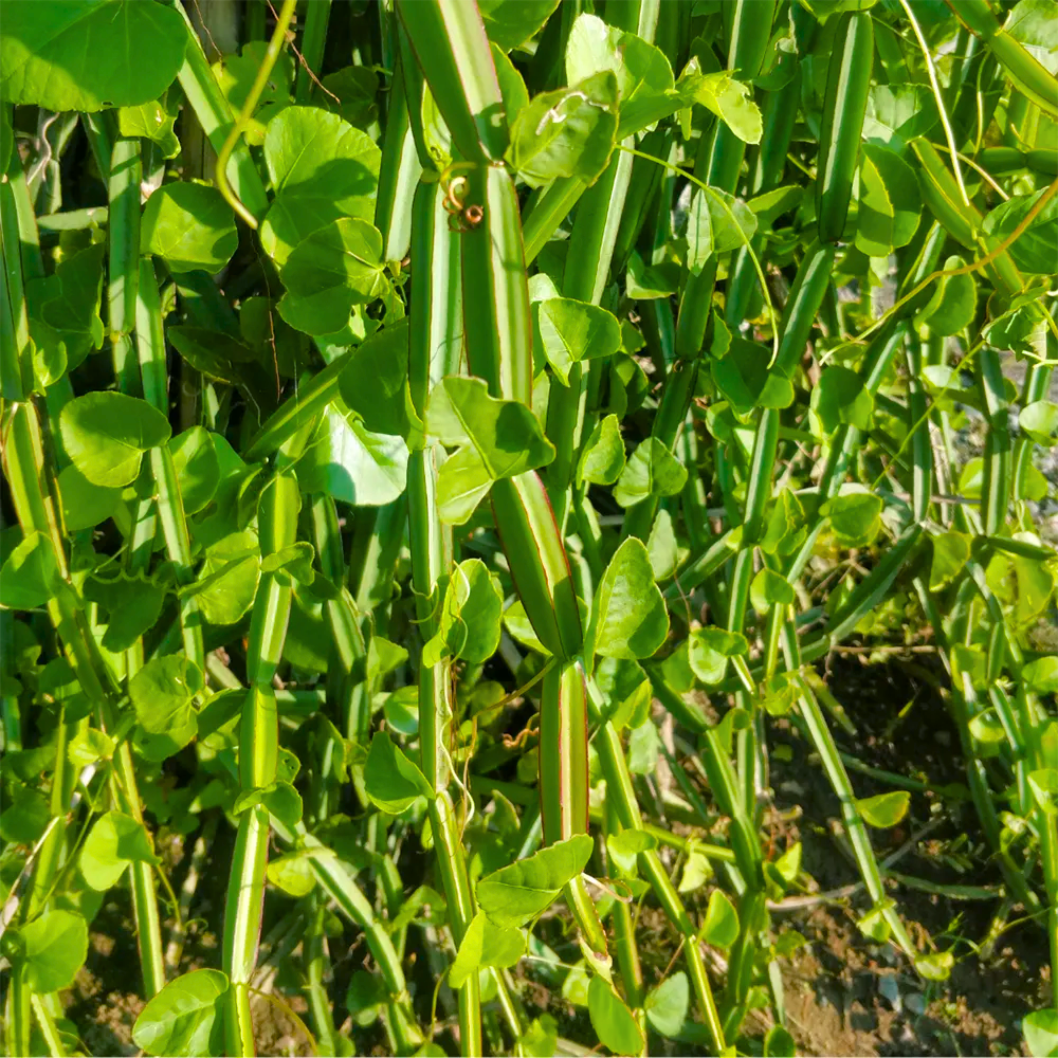 DZ Changalamparanda / Adamant Creeper (Cissus quadrangularis) Medicinal Live Plant