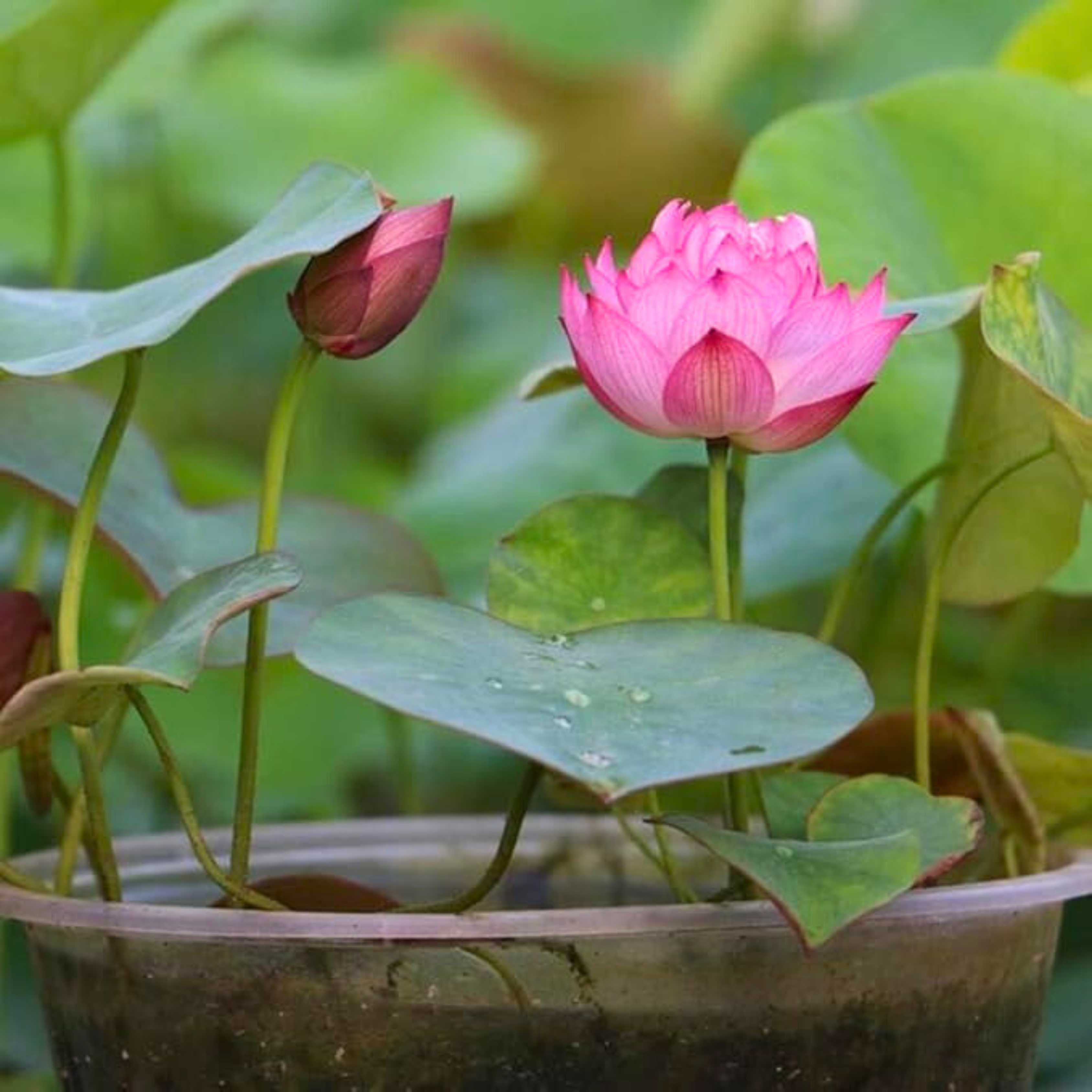 DZ Liangli Micro Lotus Tuber - view 3