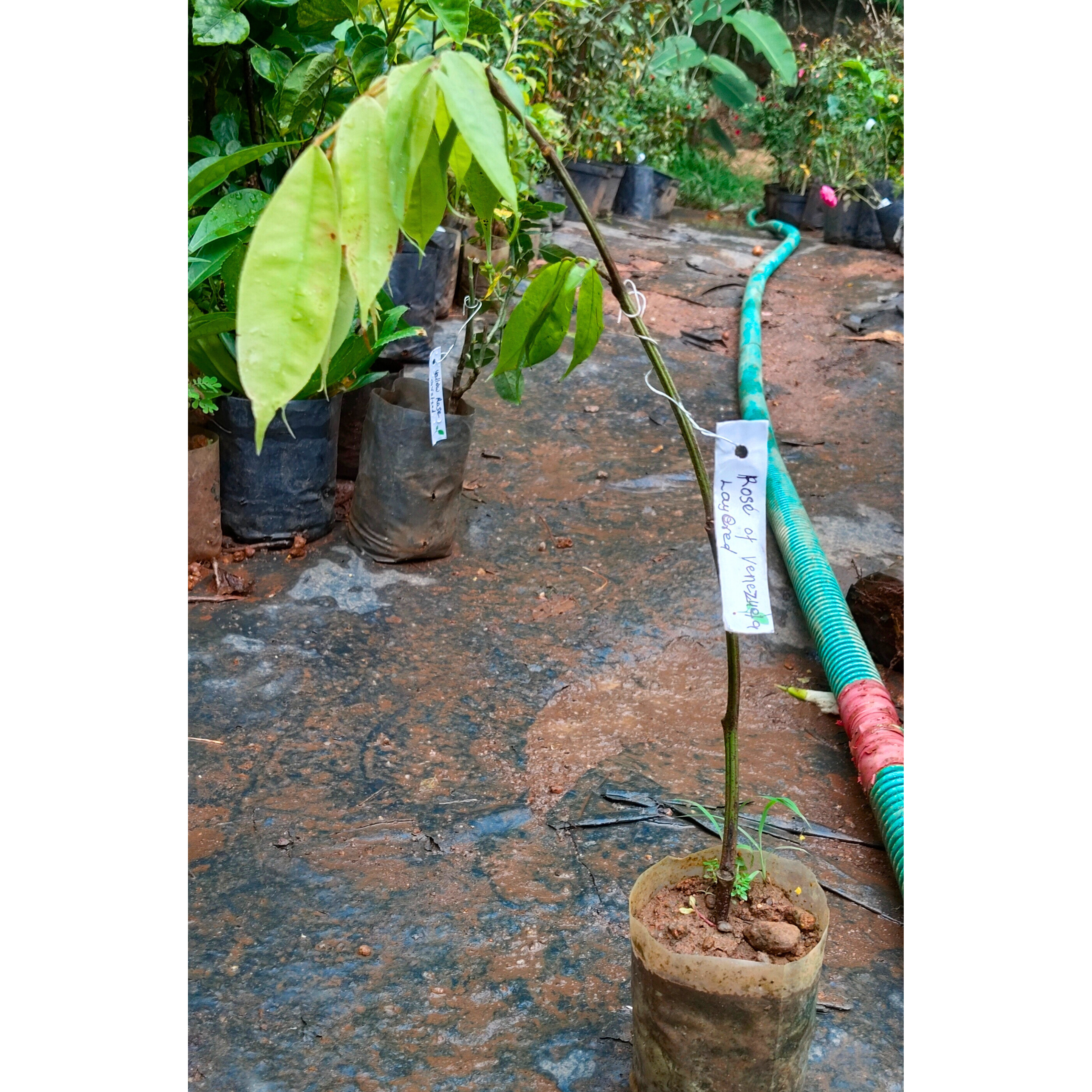MR Rose of Venezuela Layered Live Flowering Plant (Brownea) - view 2