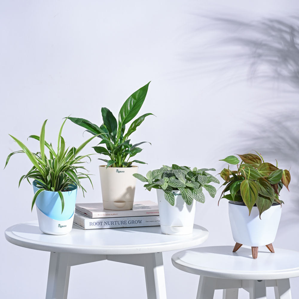 Ugaoo Mini Rainforest Indoor Plant Bundle