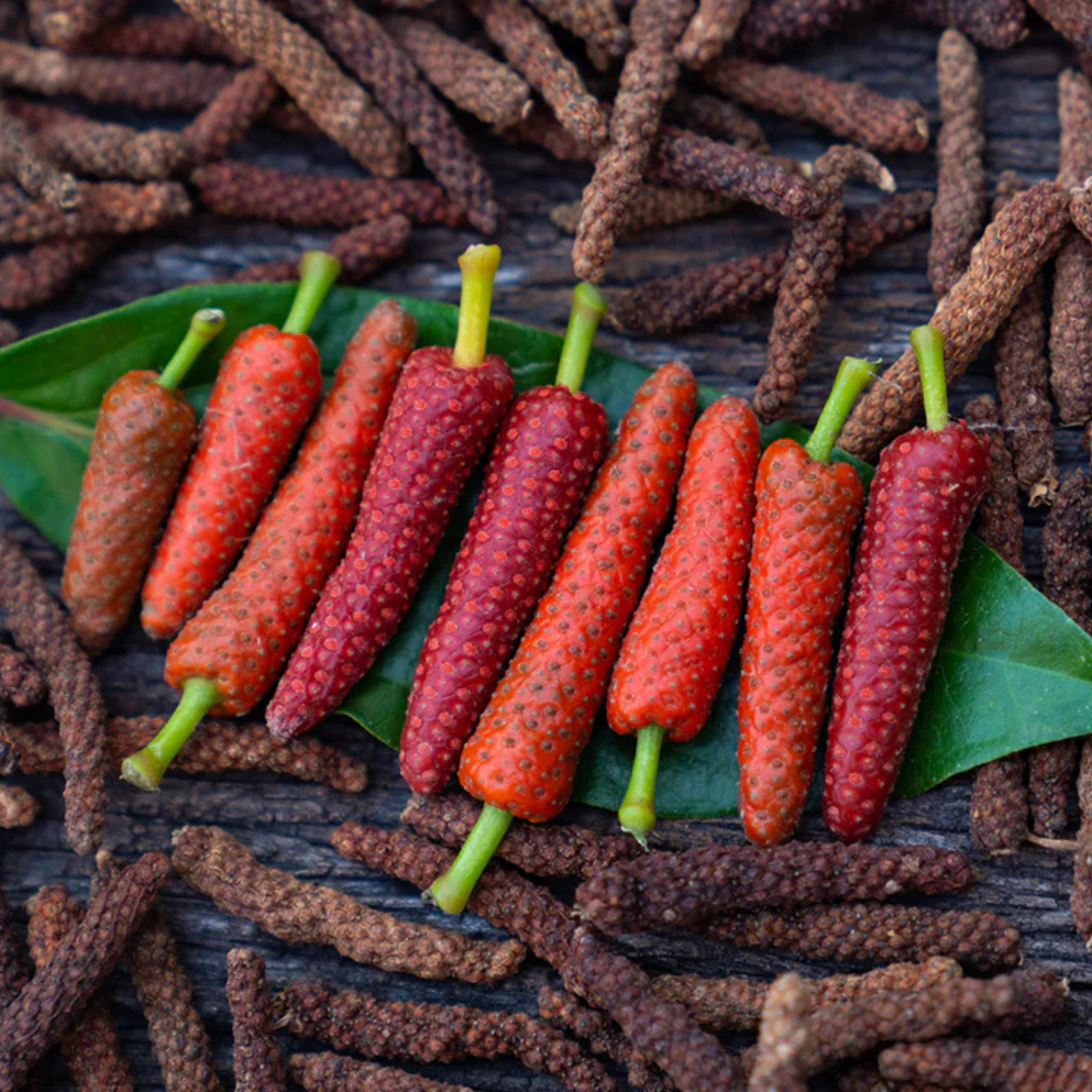 MR Long pepper / Pippali (Piper longum) Live Plant - view 2