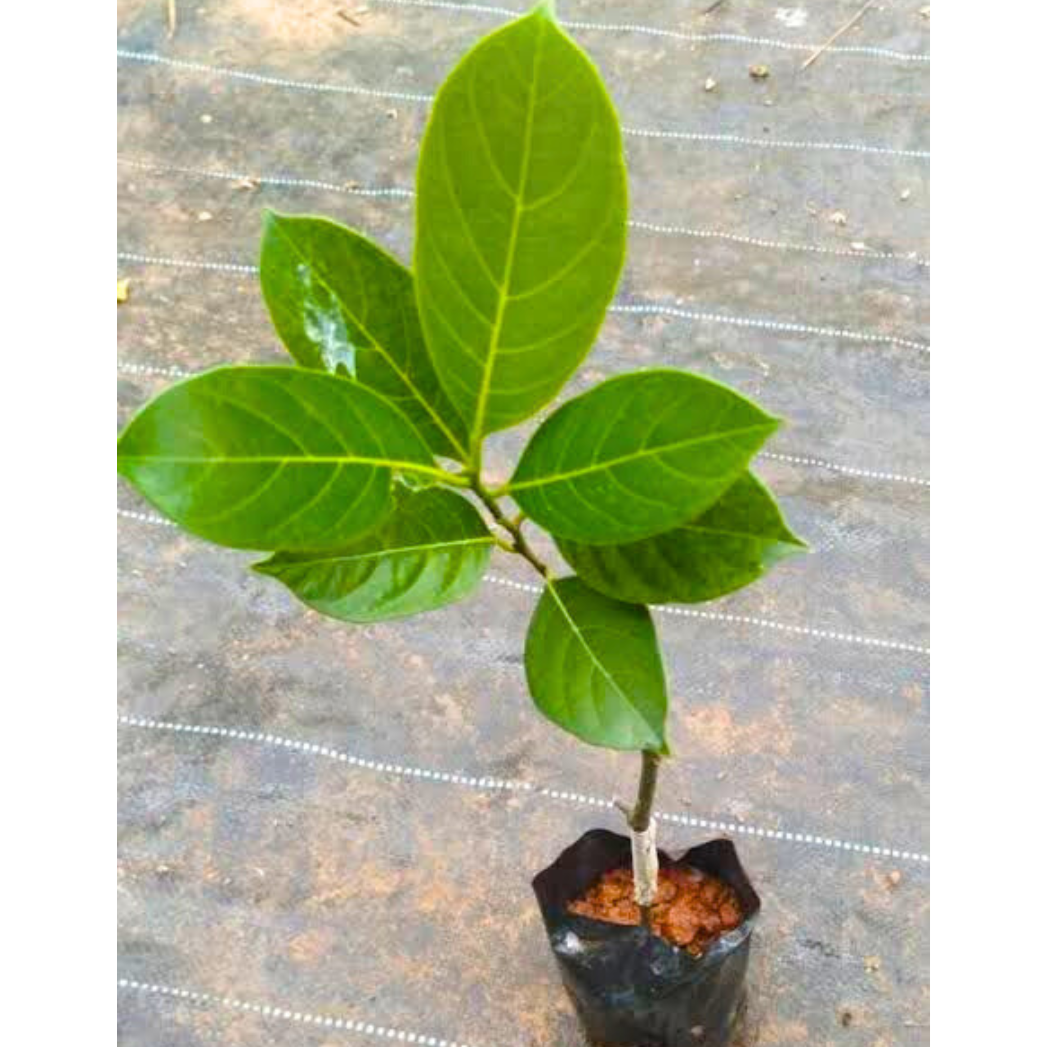 MR Gumless Jackfruit (Artocarpus heterophyllus) Fruit Live Plant - view 3
