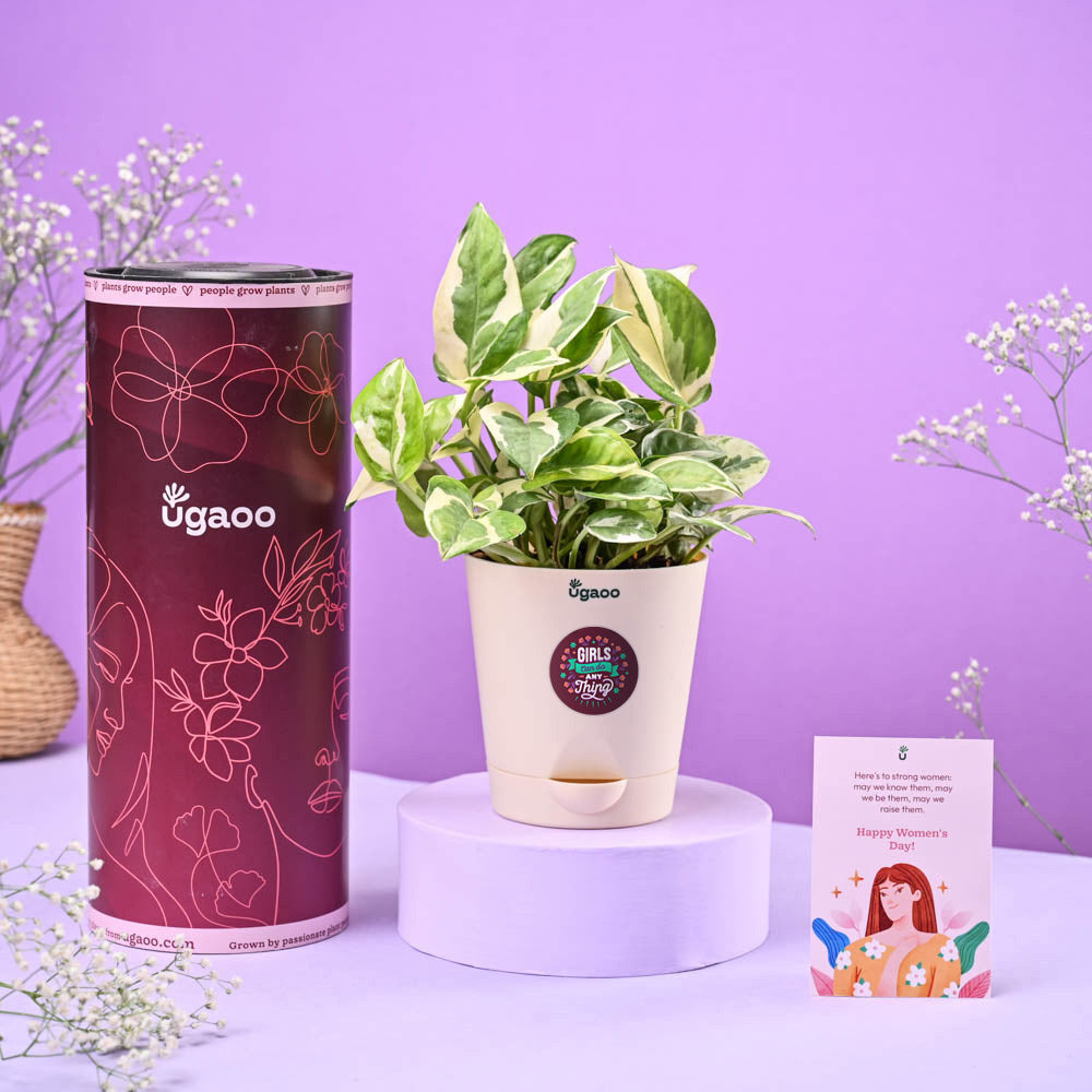 Ugaoo Money Plant N'Joy Women's Day Gift