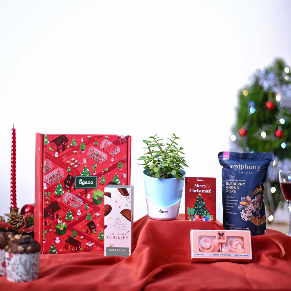 Ugaoo Jade Mini Plant Christmas Gift Hamper