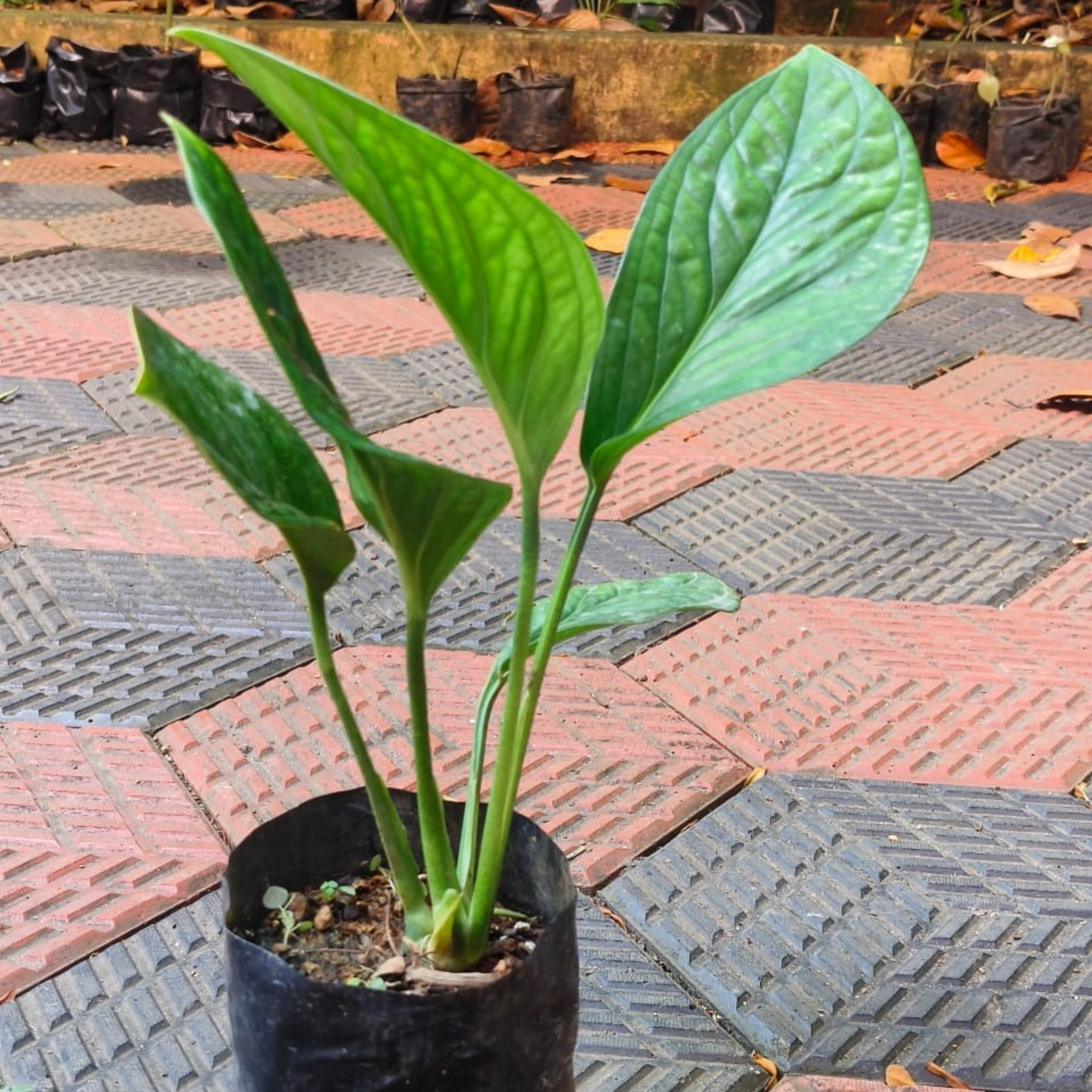 DZ Philodendron Peru Indoor/Outdoor Live Plant - view 2