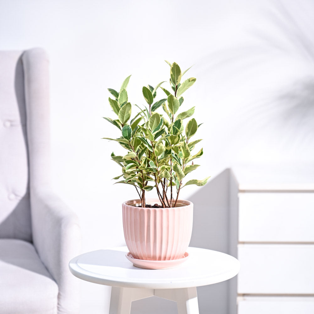 Ugaoo Ficus Prestige Plant - view 3