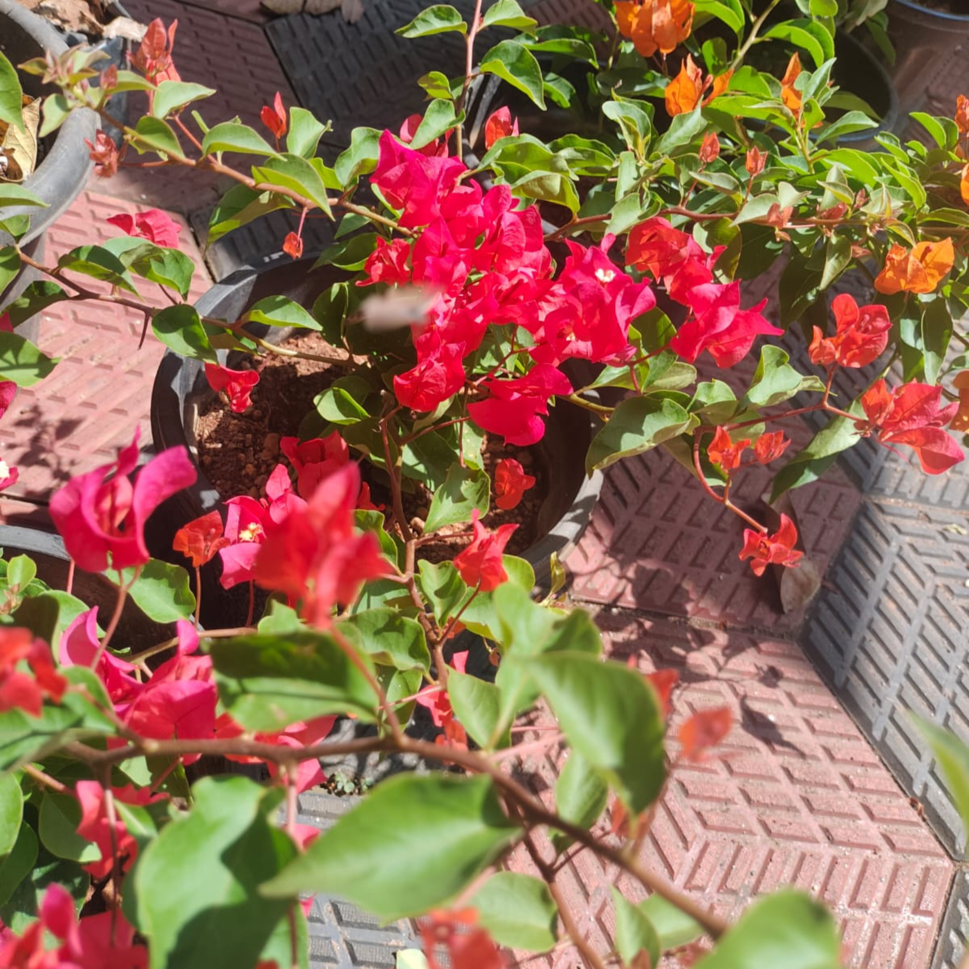 DZ Bougainvillea Chilli Red Hybrid (Paper Flower) Rare Flowering Live Plant