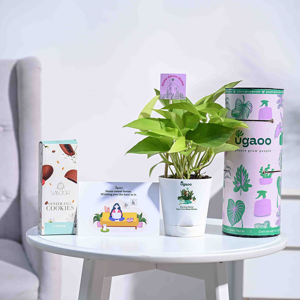 Ugaoo Money Plant Golden Housewarming Gift Hamper