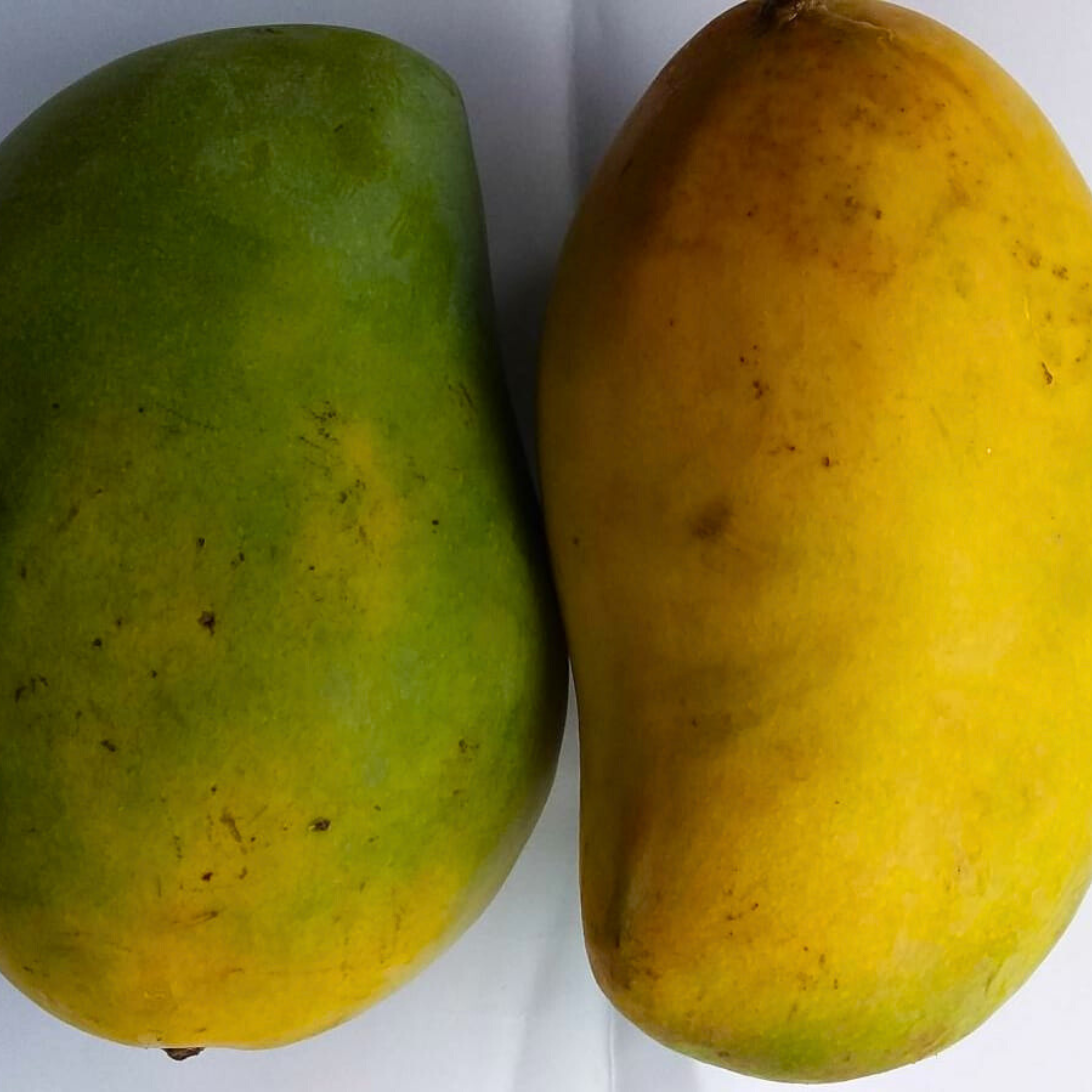 VL Pedda Rasalu Mango Grafted Live Plant - view 2