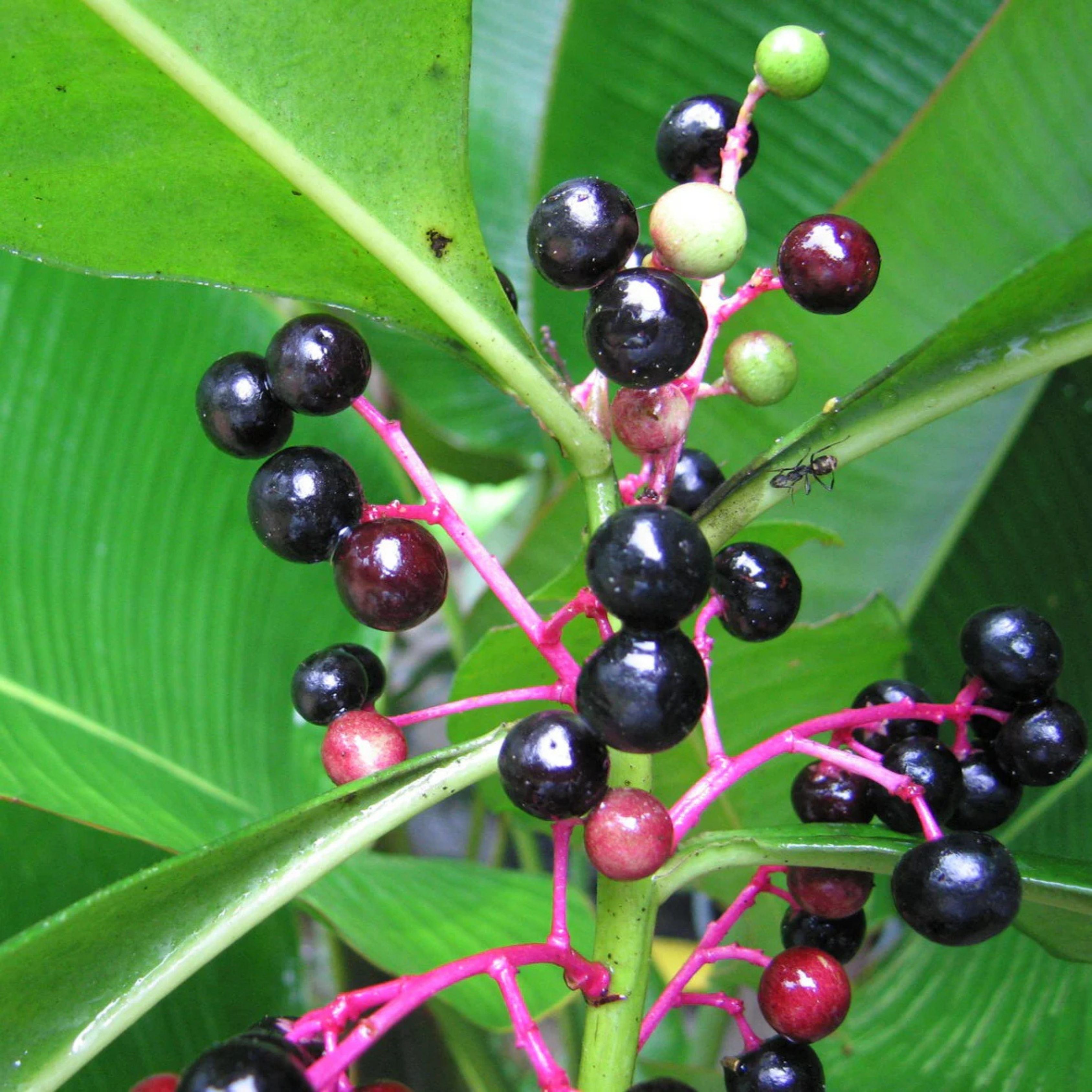 VL Gondo Fruit (Ardisia compressa) Rare Fruit Live Plant