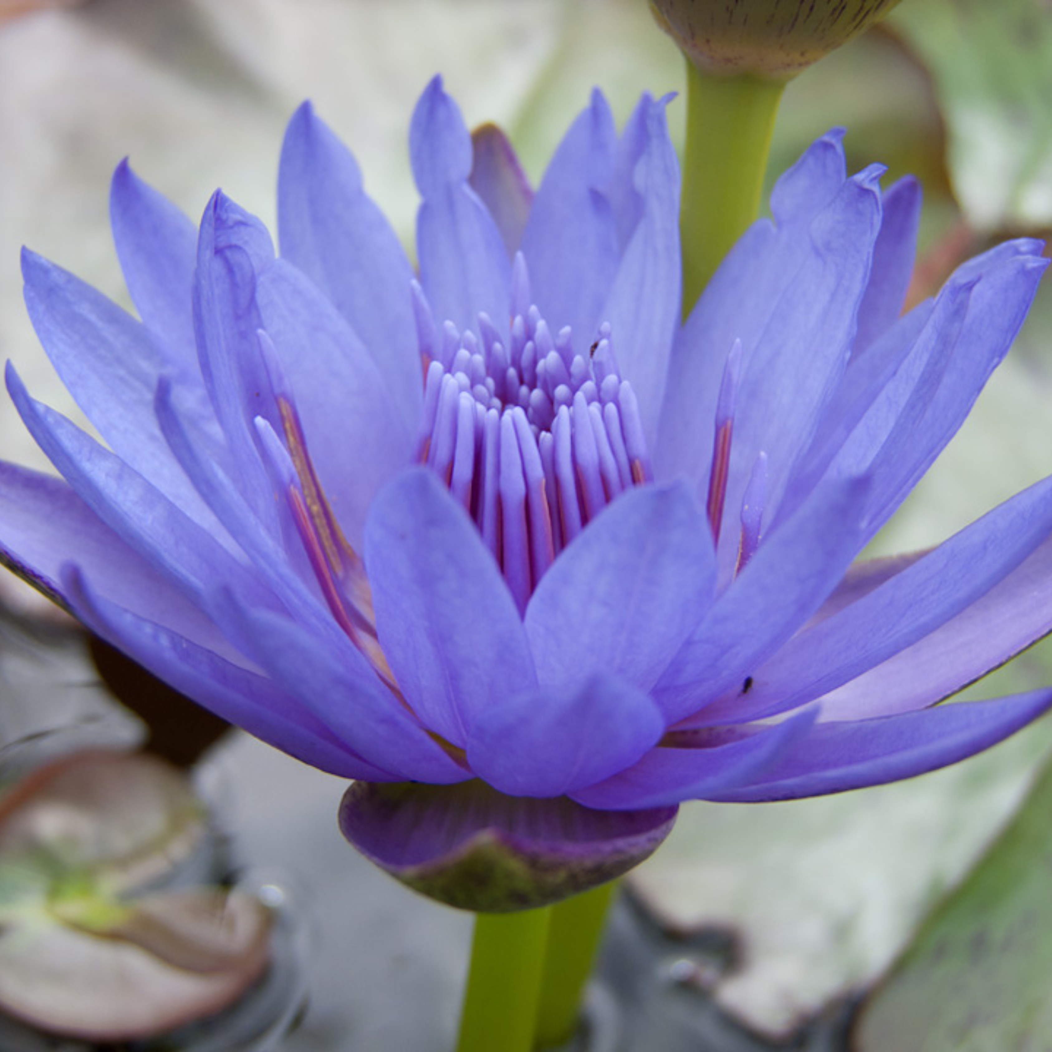DZ Nymphaea Laura Frase - view 2