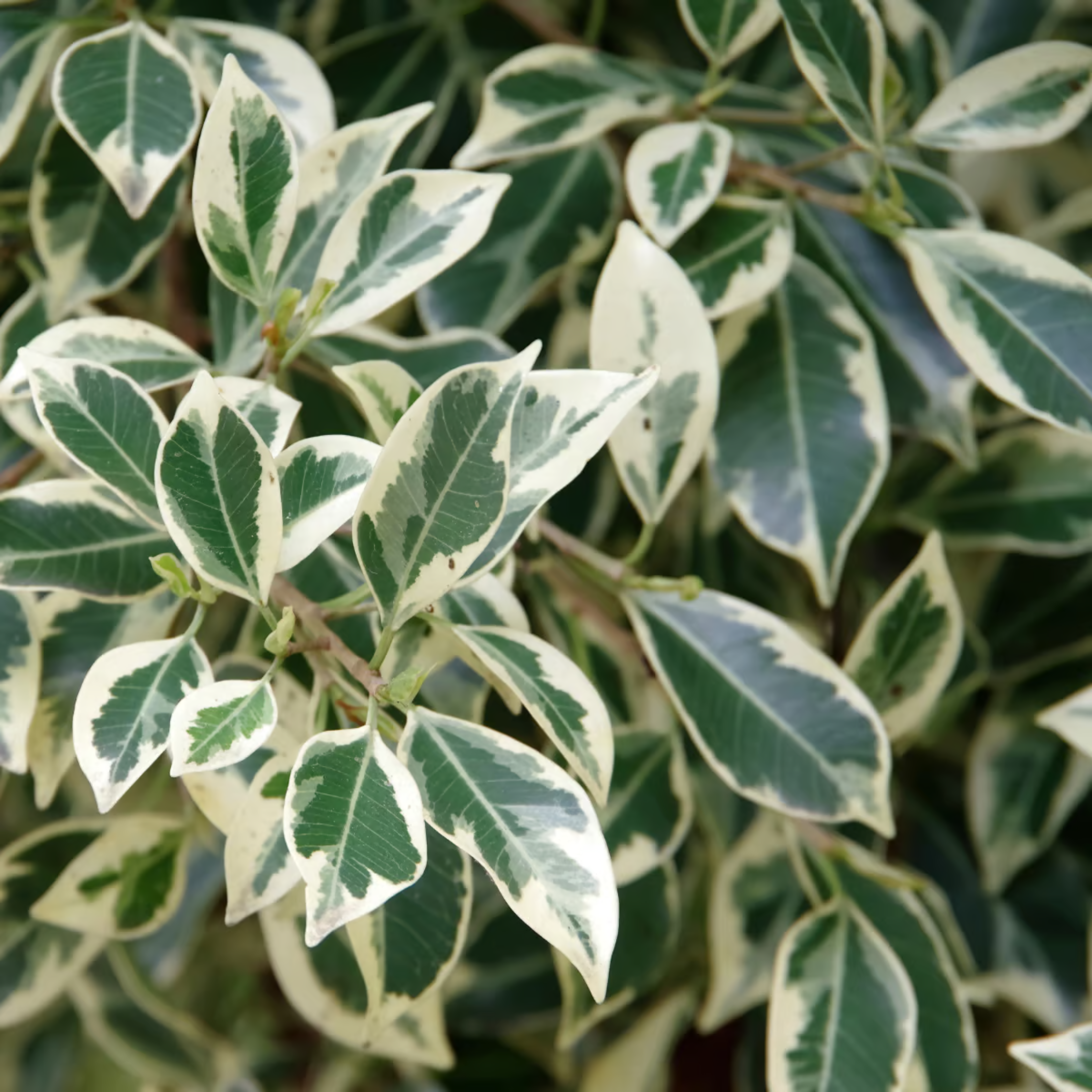 MR Ficus Benjamina Variegated (Weeping Fig / Ficus Benji) Live Plant