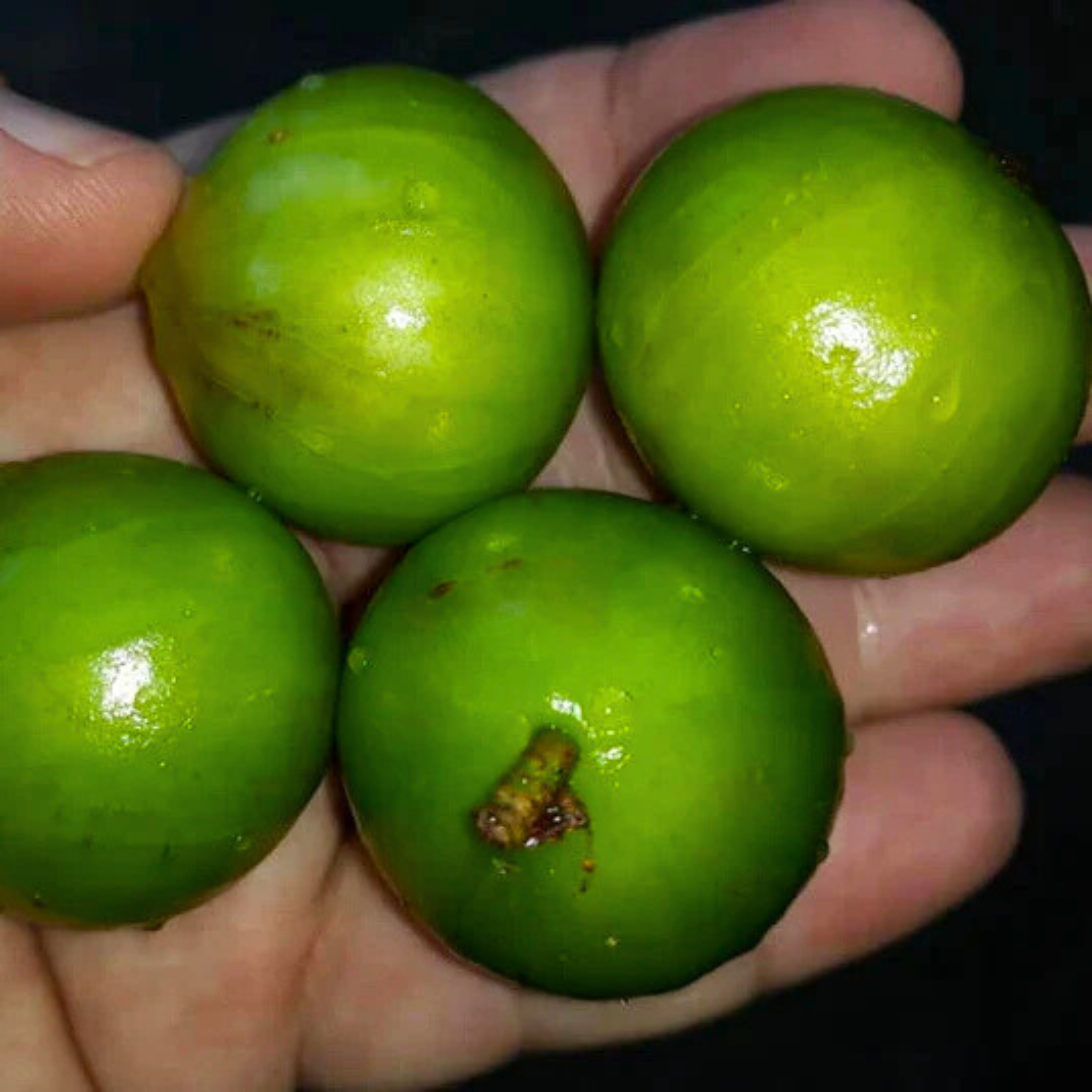 VL White Honey Jaboticaba (Aurean Full Moon) Fruit Live Plant - view 2