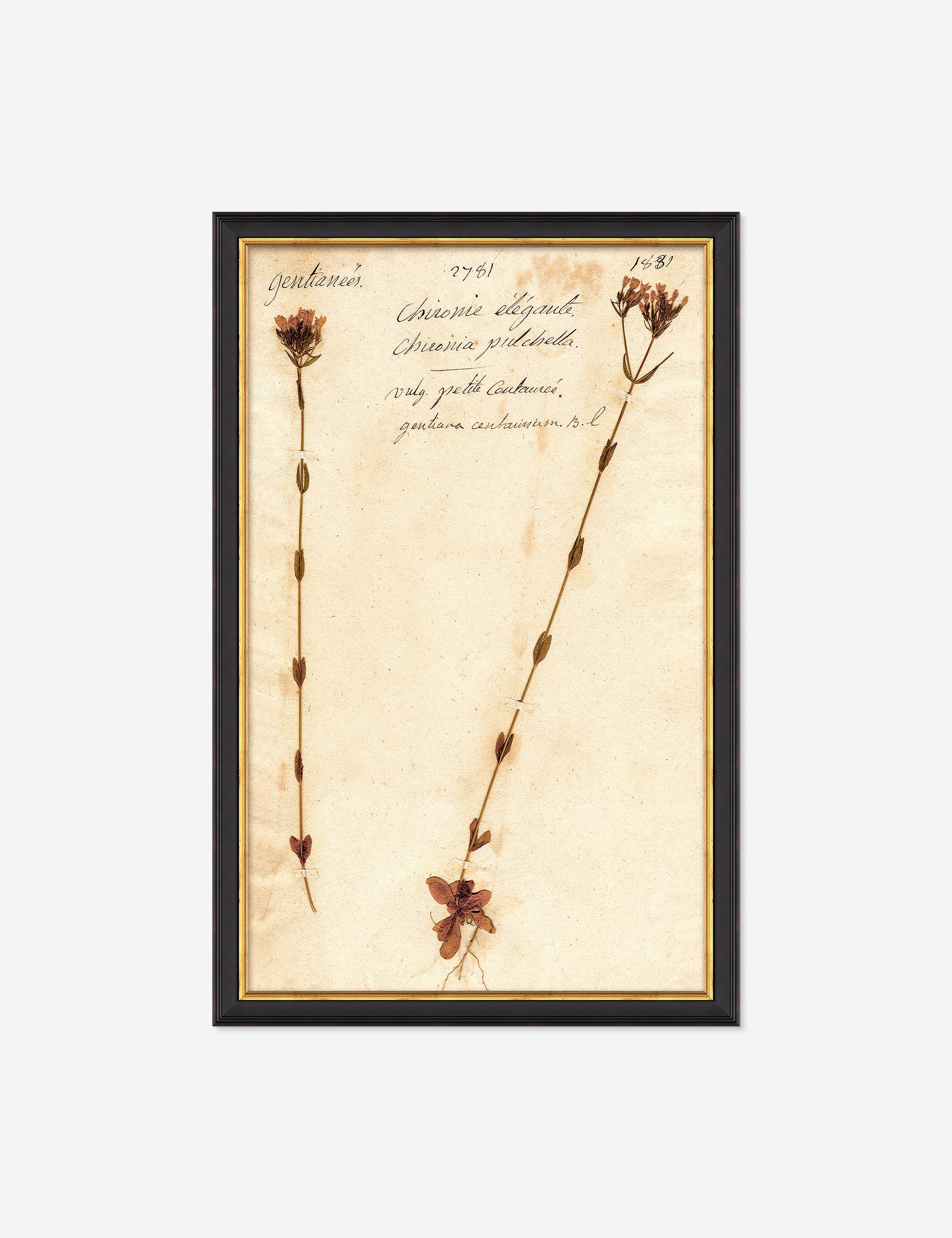 Lulu and Georgia Herbarium D Wall Art – Black