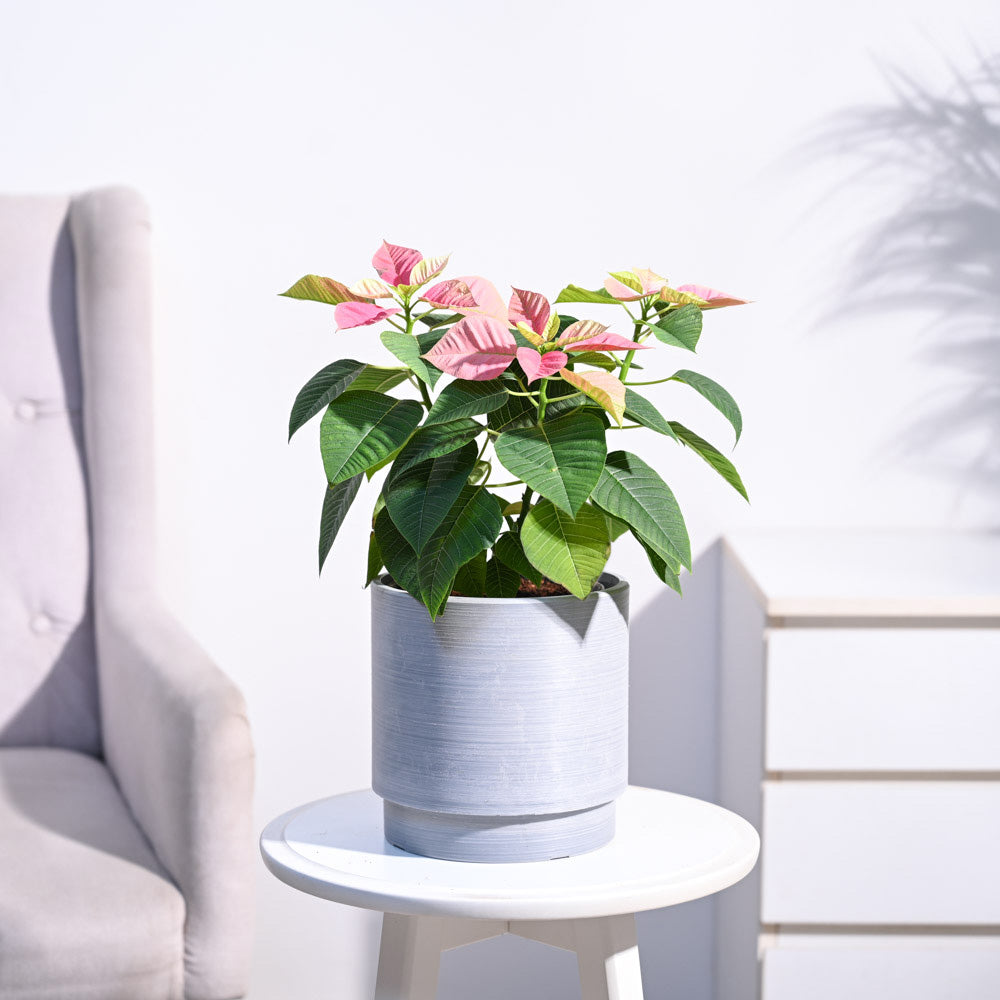 Ugaoo Poinsettia Pink Plant with Oslo Planter