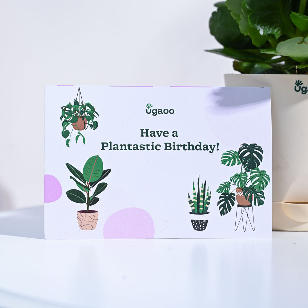 Ugaoo Kalanchoe - Red Birthday Gift Hamper - view 4