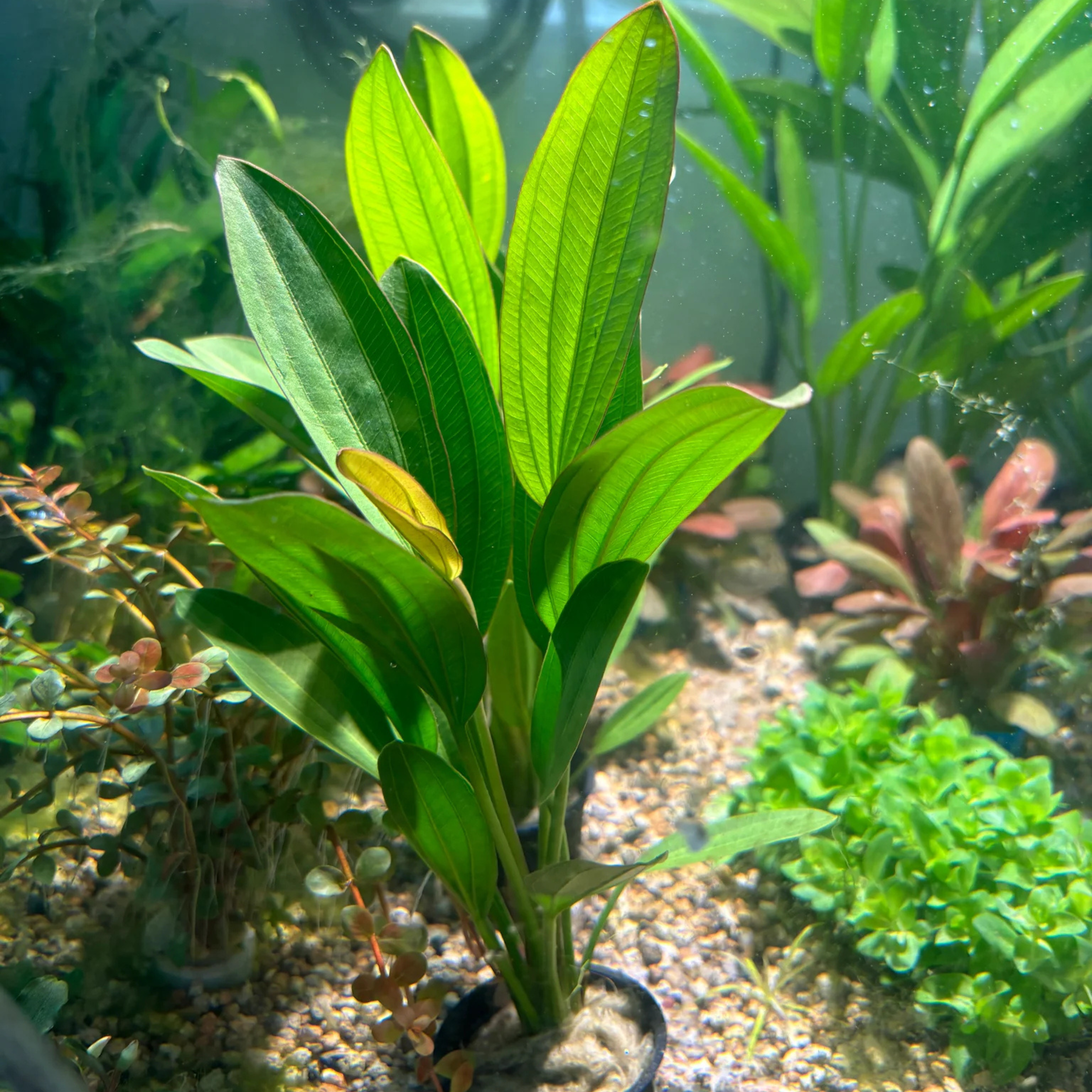MRWP Echinodorus Rose Aquarium Live Plant