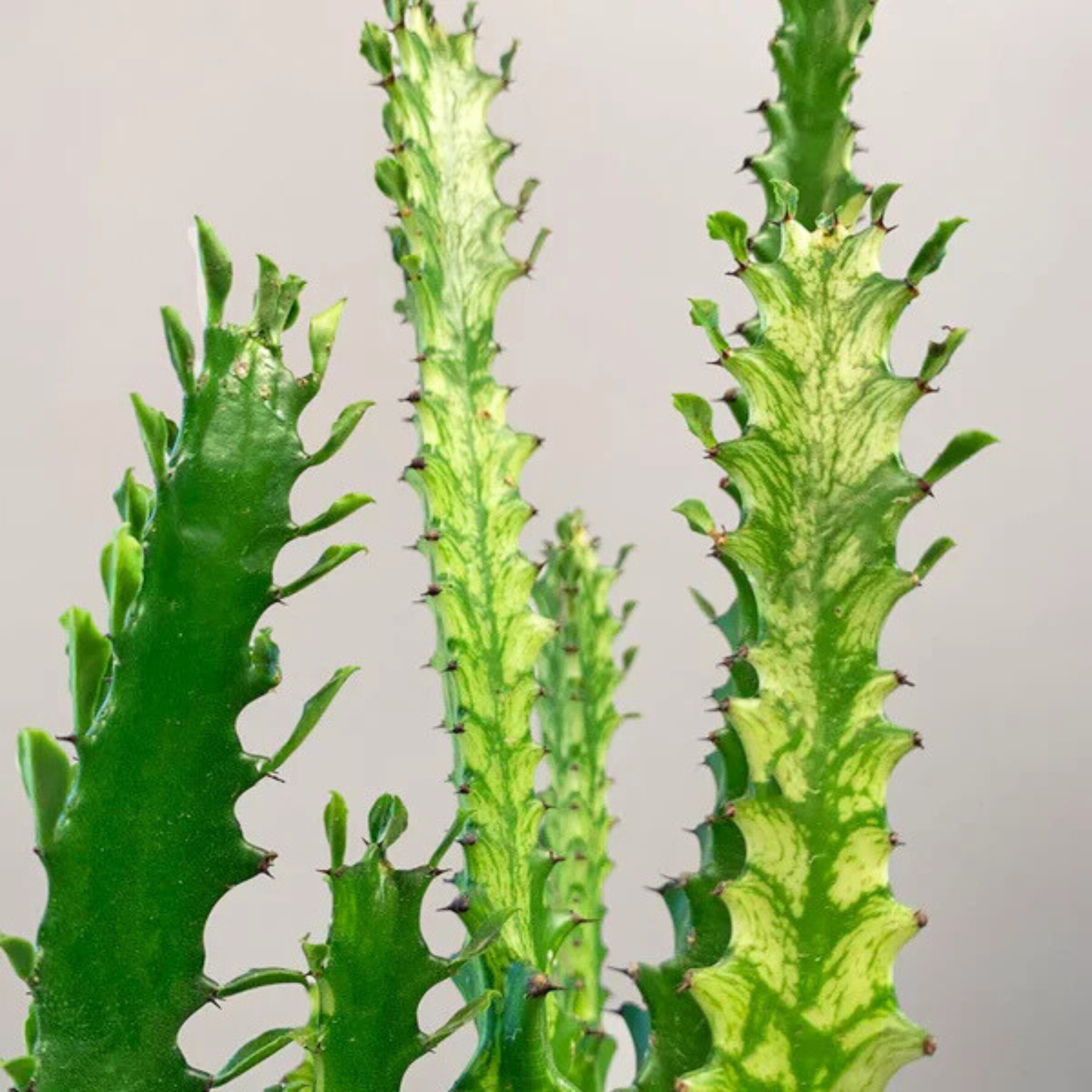 MR Euphorbia Lactea Variegated Cactus Live Plant - view 3