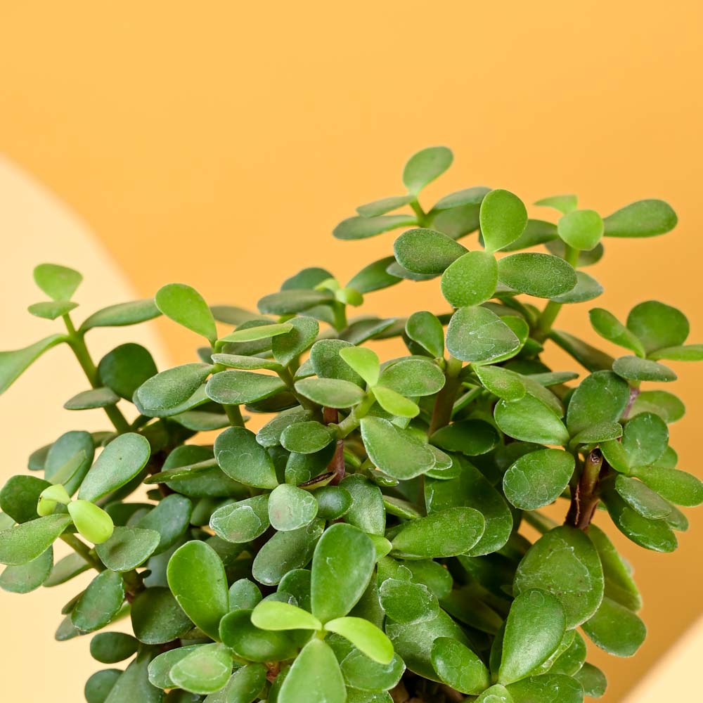 Ugaoo Jade Mini Plant For Mother's Day Gifting - view 6