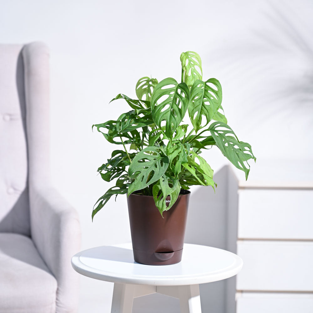 Ugaoo Broken Heart Plant - view 96