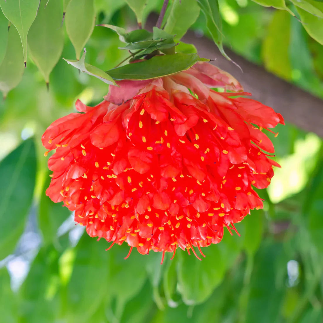 MR Rose of Venezuela Layered Live Flowering Plant (Brownea) - view 4