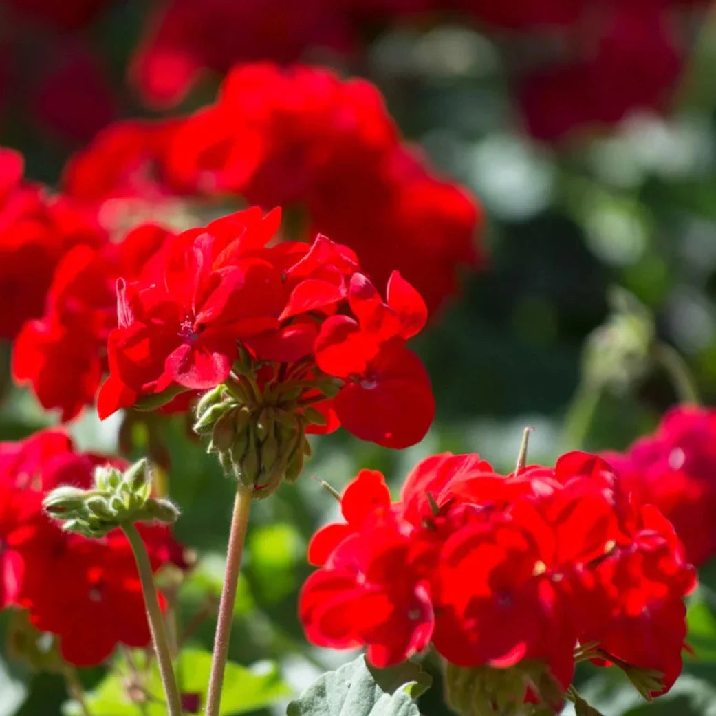 DZ Geranium Ivy Red Creeper/Climber Flowering Live Plant - view 6