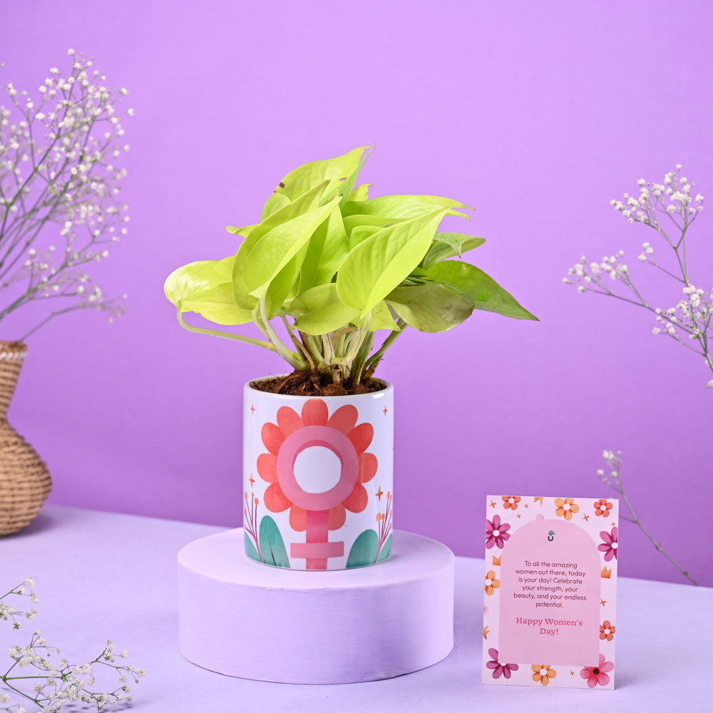 Ugaoo Money Plant Golden in Ceramic Pot Women's Day Gift - view 2
