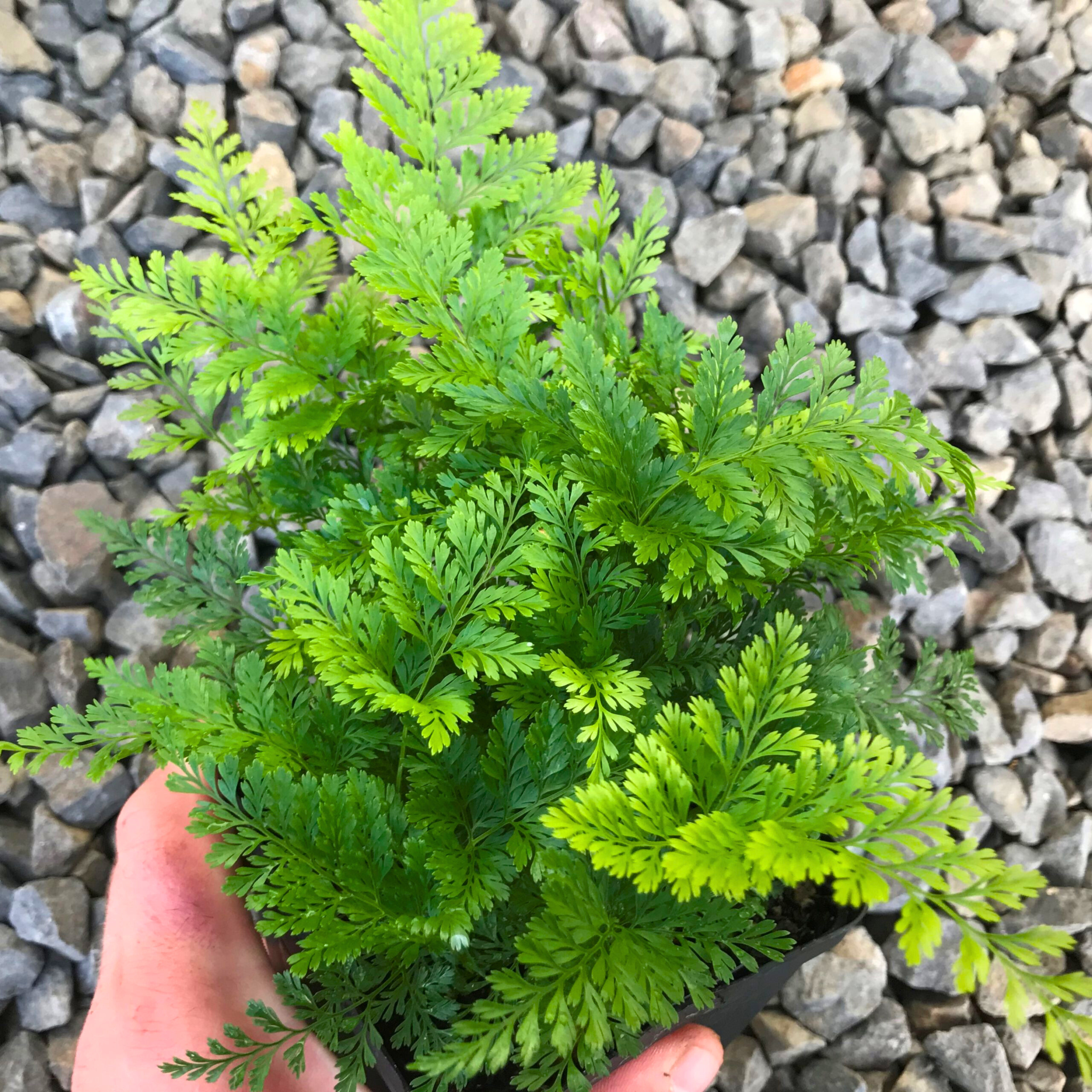 DZ Rabbit Foot Fern (Davallia fejeensis) Indoor / Outdoor Live Plant