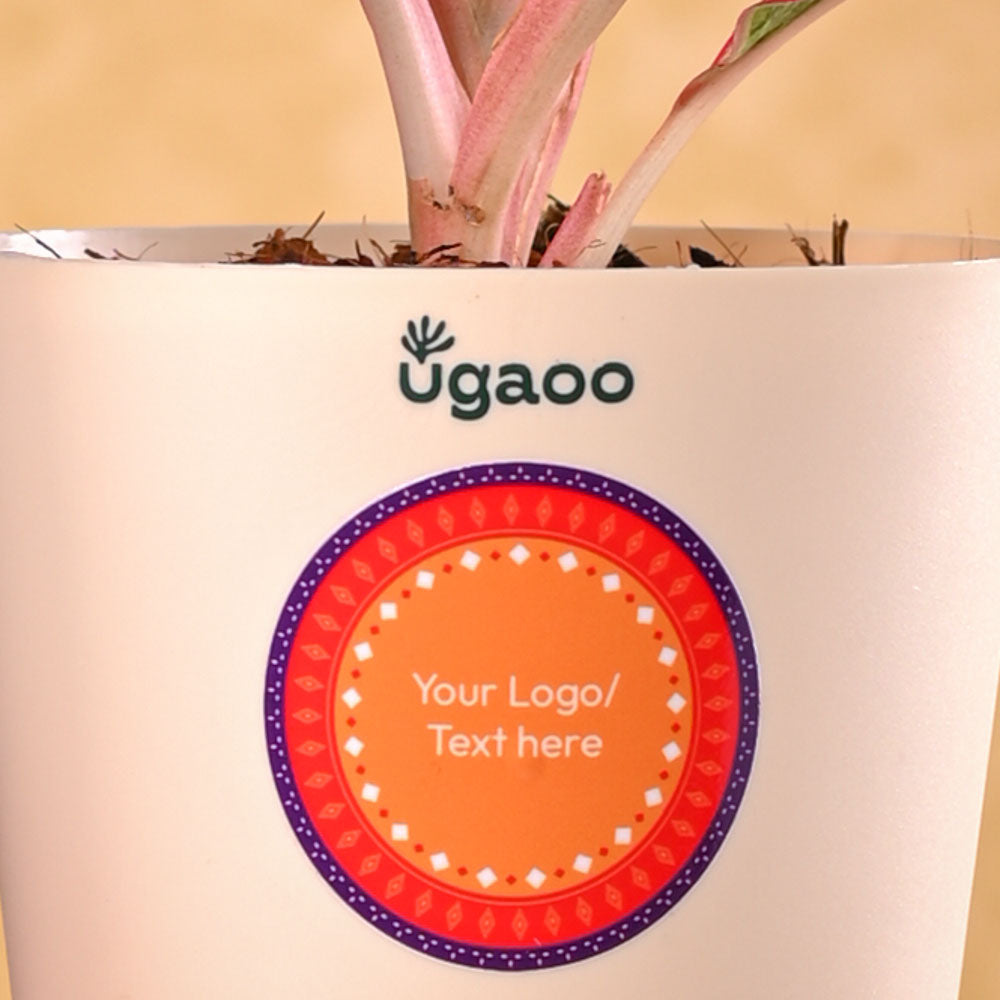 Ugaoo Aglaonema Red Plant Diwali Gift - view 3
