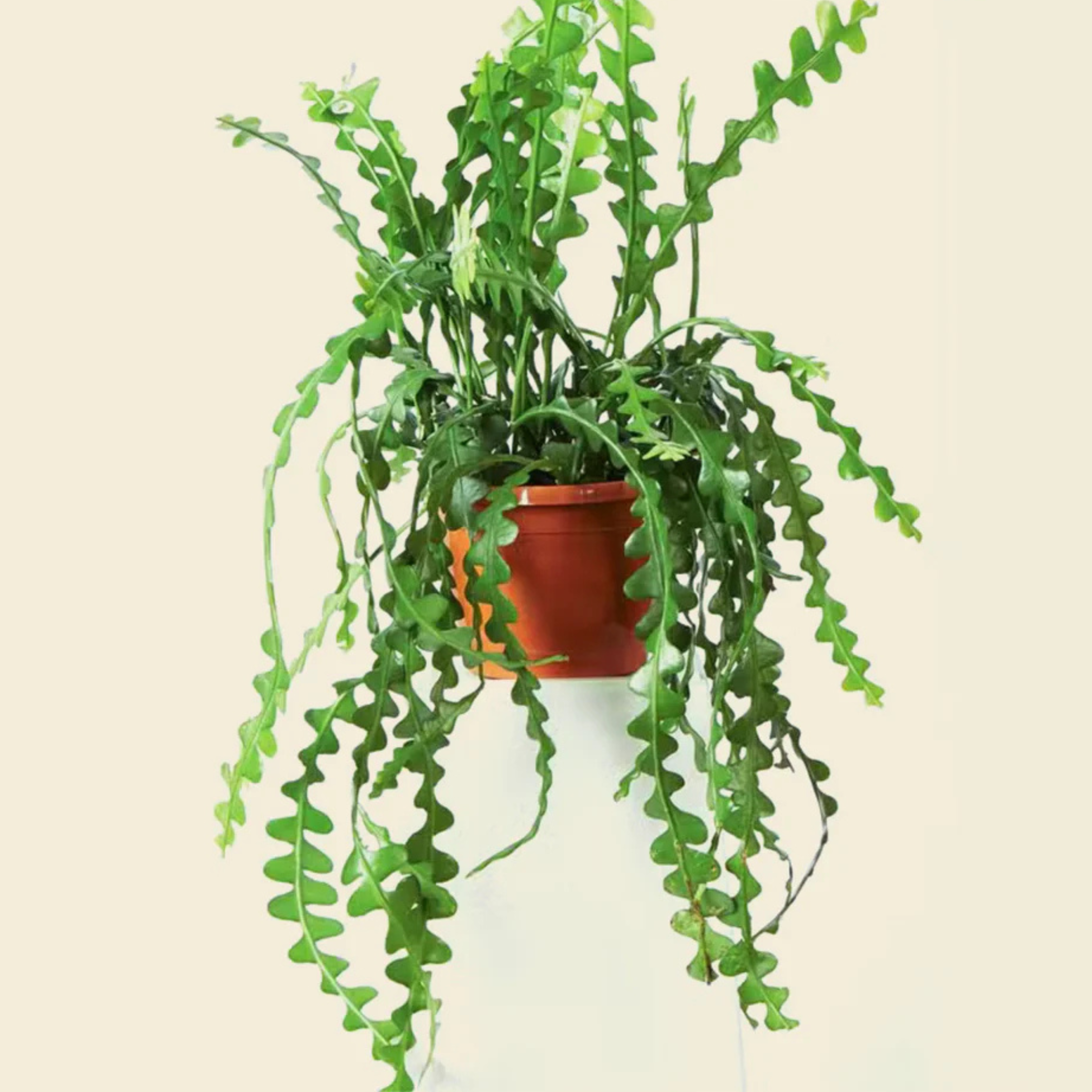 DZ Fishbone (Epiphyllum anguliger) Cactus Live Plant