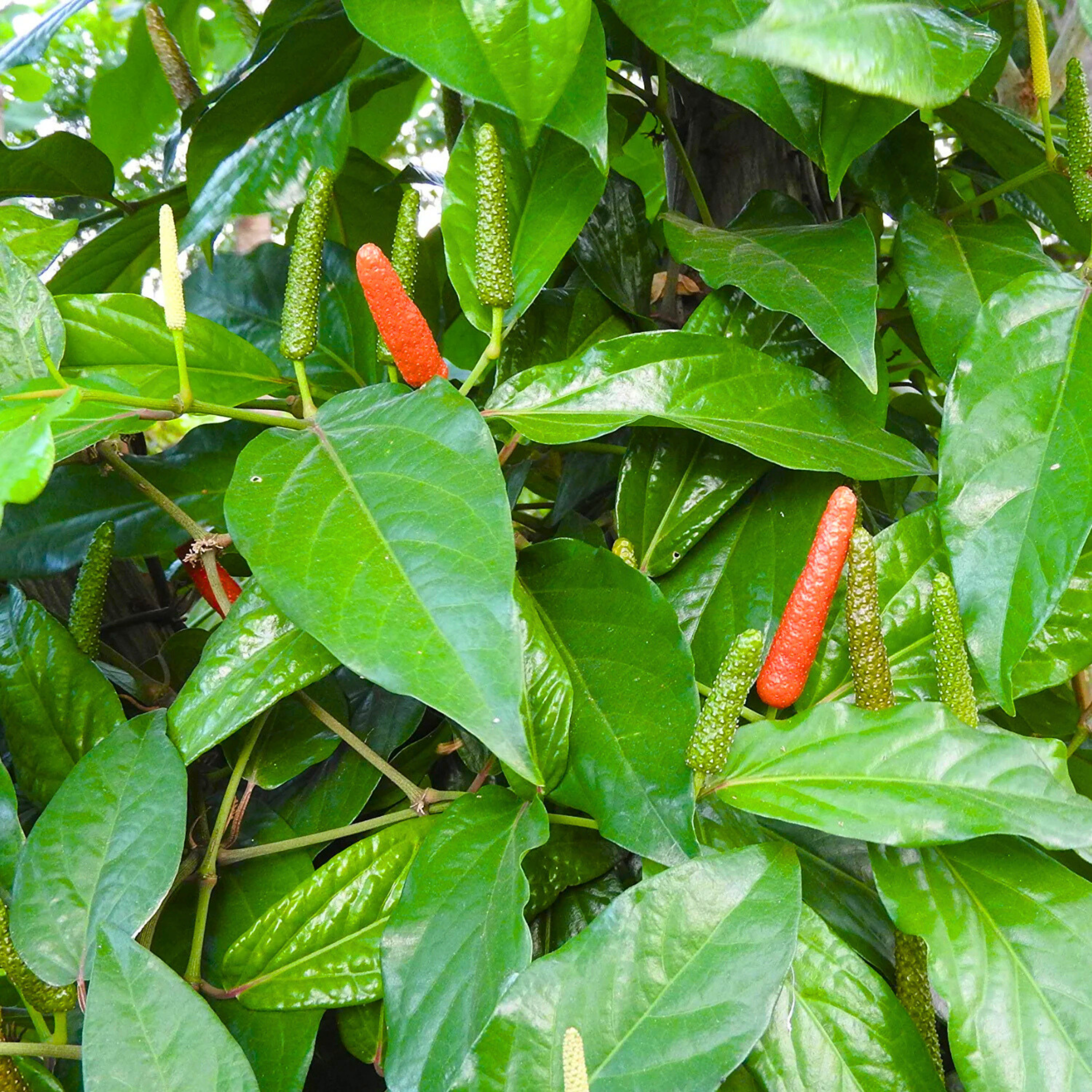 MR Long pepper / Pippali (Piper longum) Live Plant