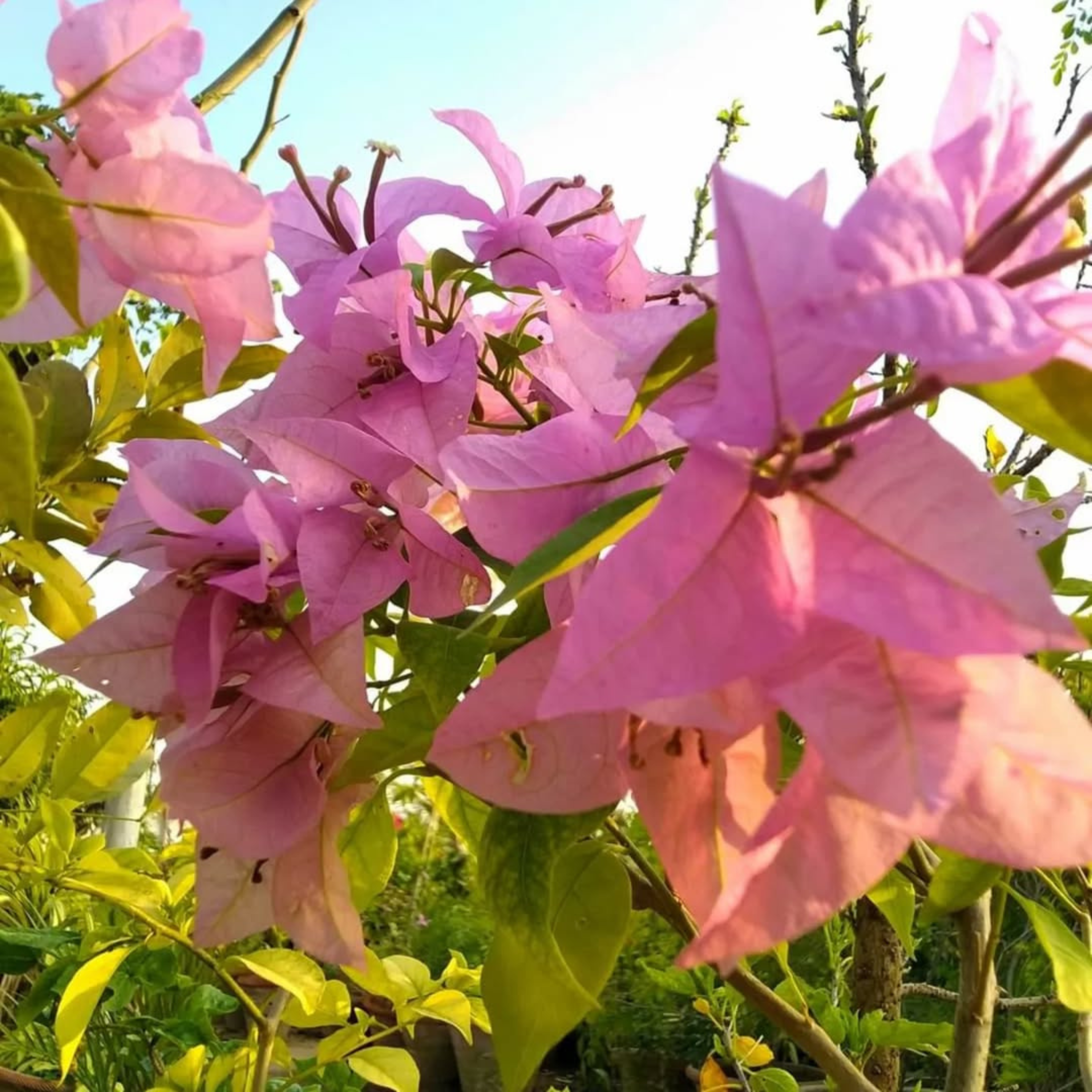 DZ Bougainvillea Formosa (Paper Flower) Rare Flowering Live Plant