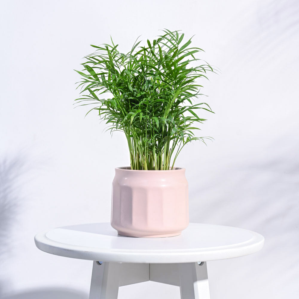 Ugaoo Jar Ceramic Pot
