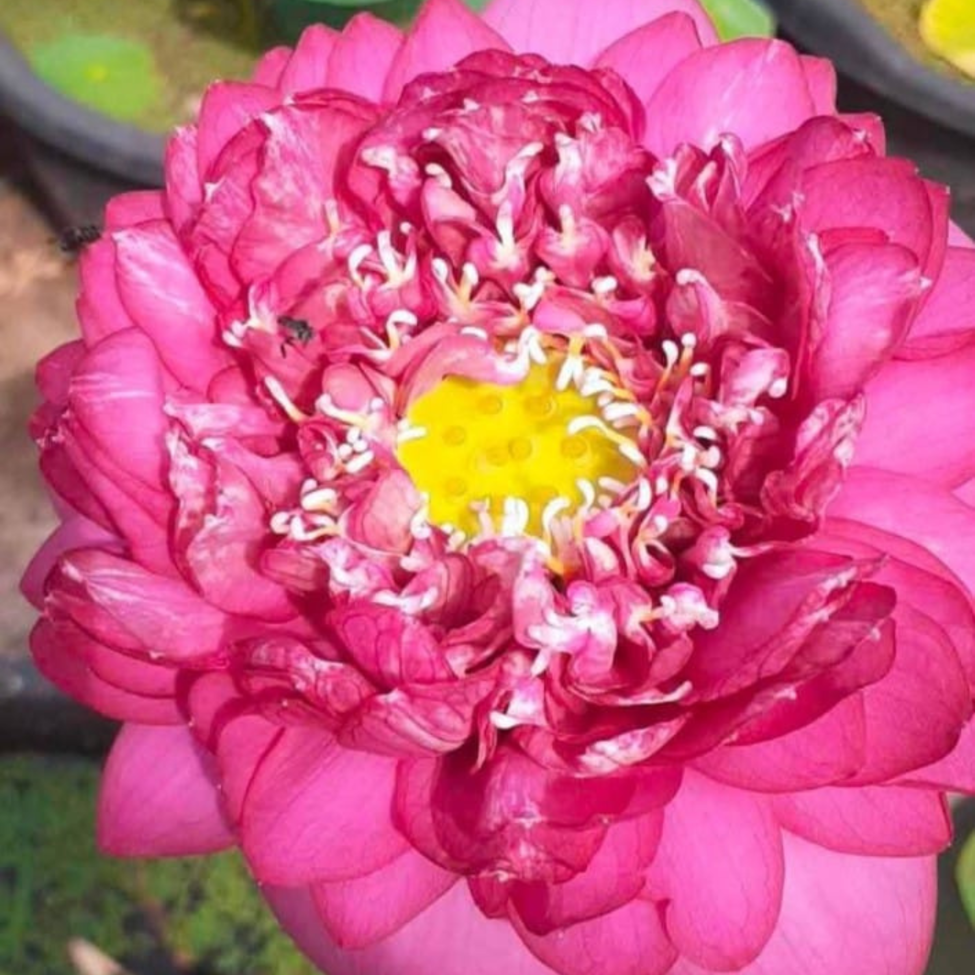 DZ Bucha Lotus Tuber