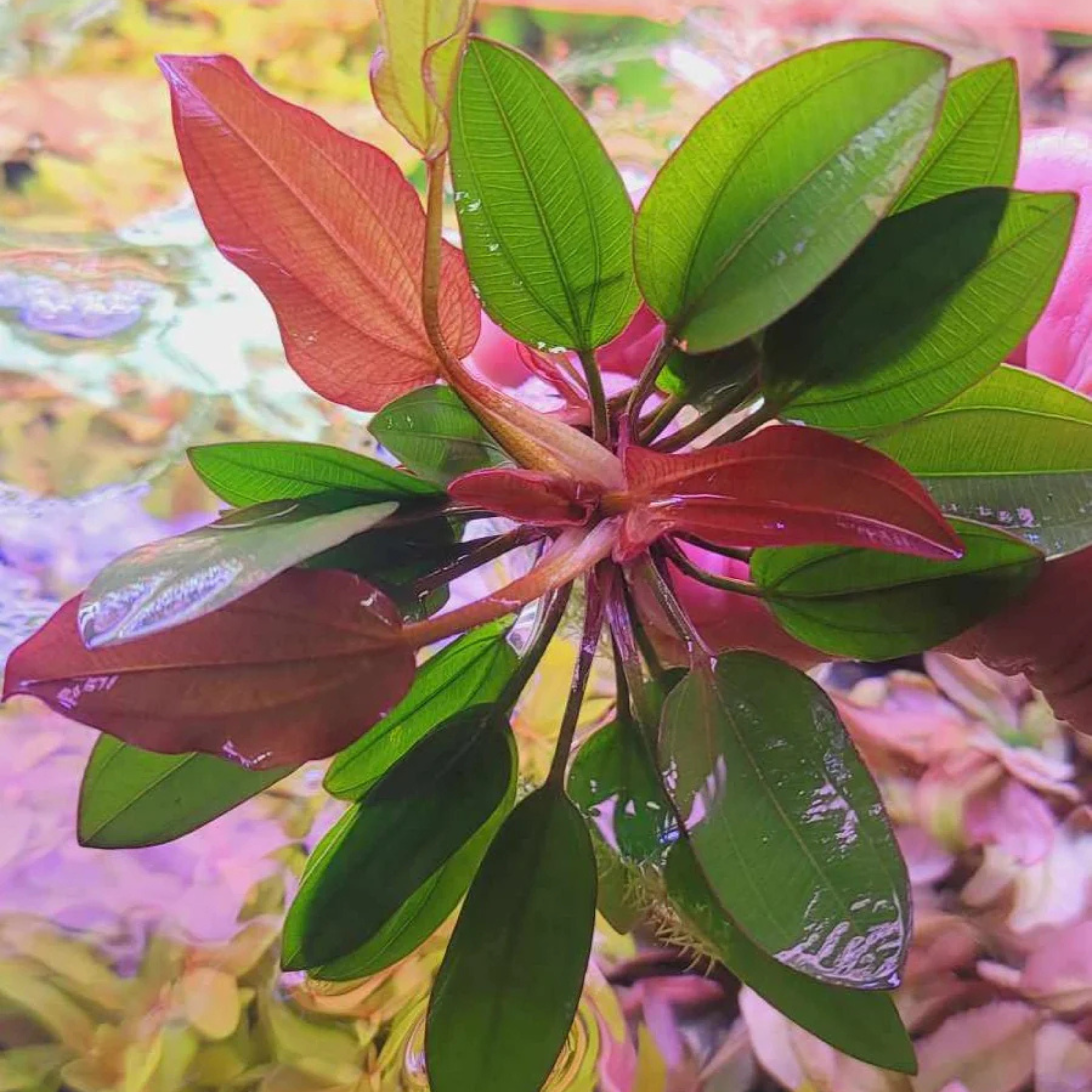 MRWP Echinodorus Big Bear (Big Bear Sword) Aquarium Live Plant - view 4