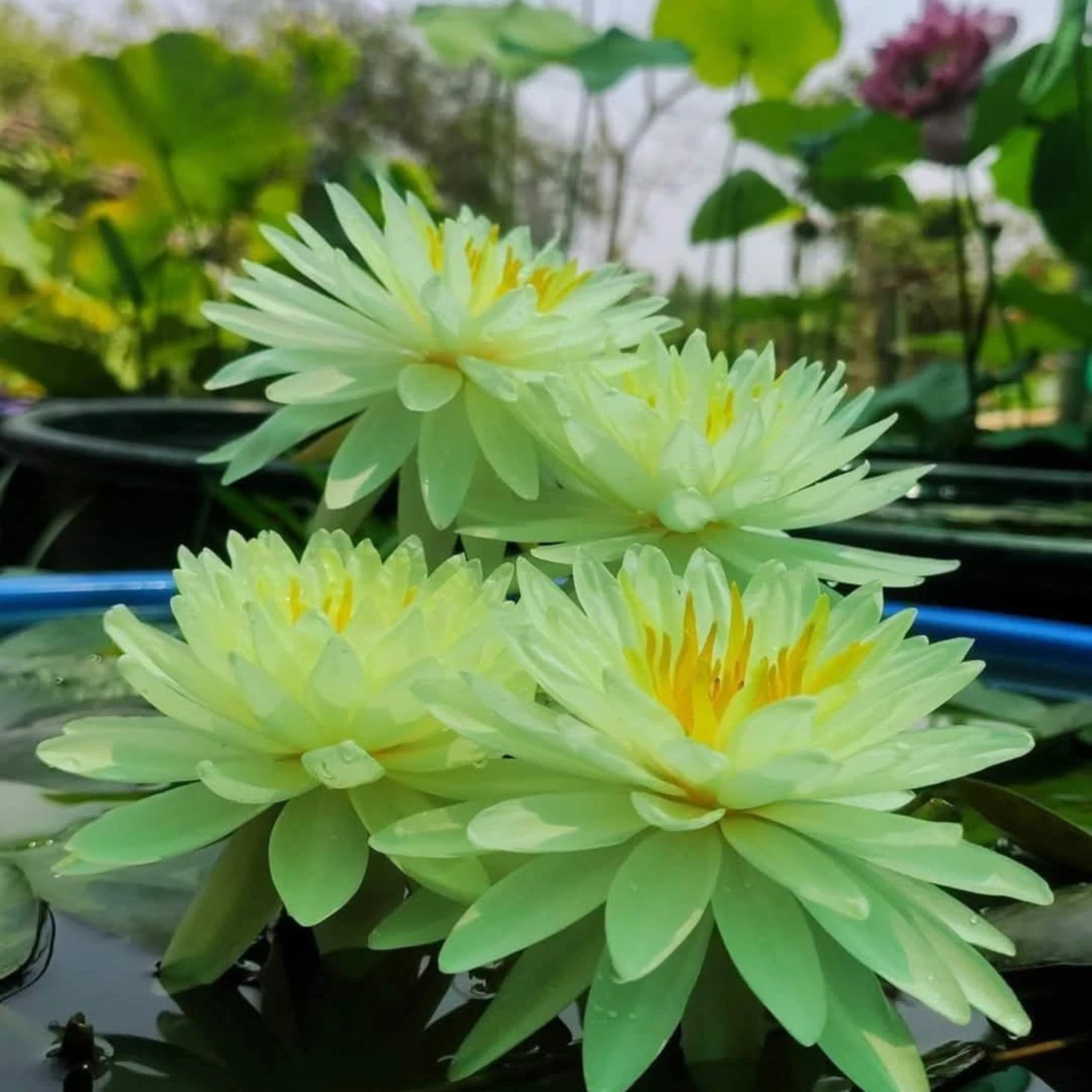 DZ Nymphaea Yellow Eight