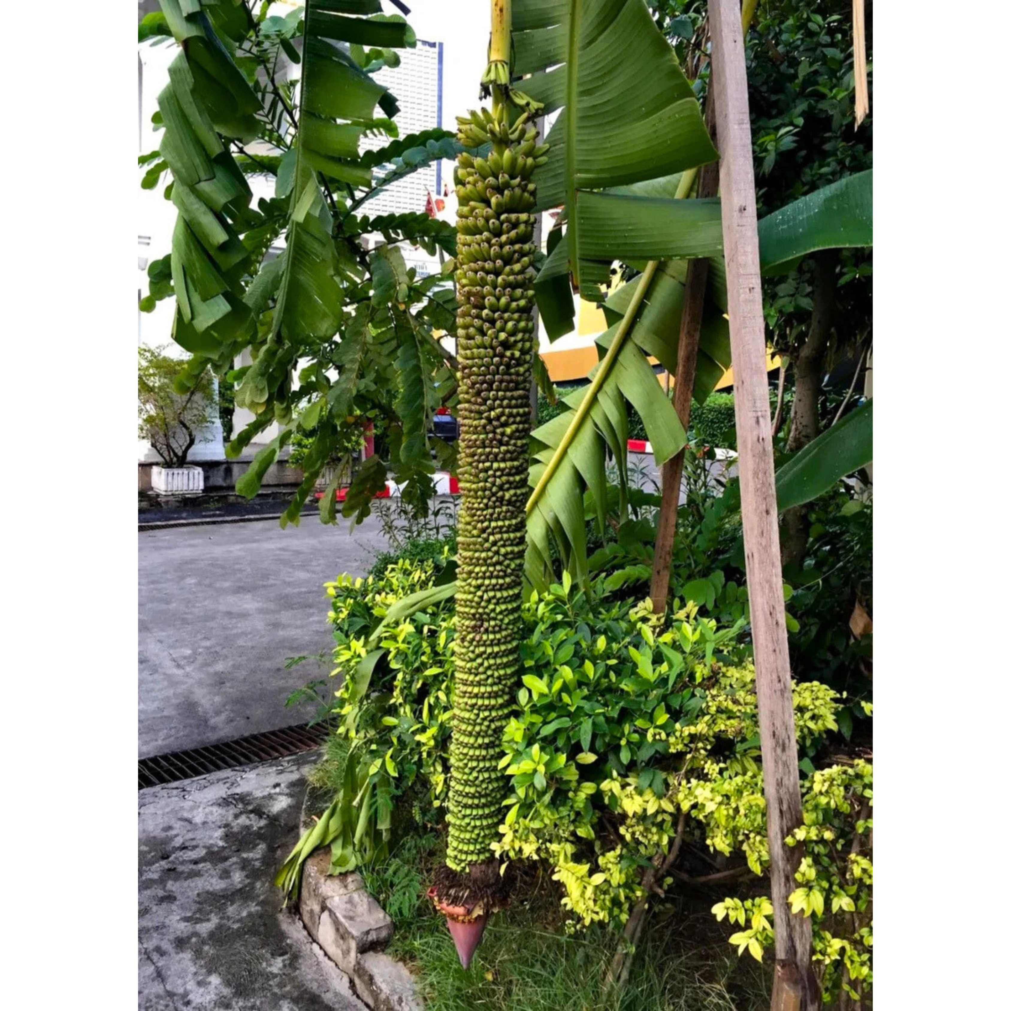 VL Thousand Fingers Bananas (Musa Pisang Seribu) Rare Fruit Live Plant