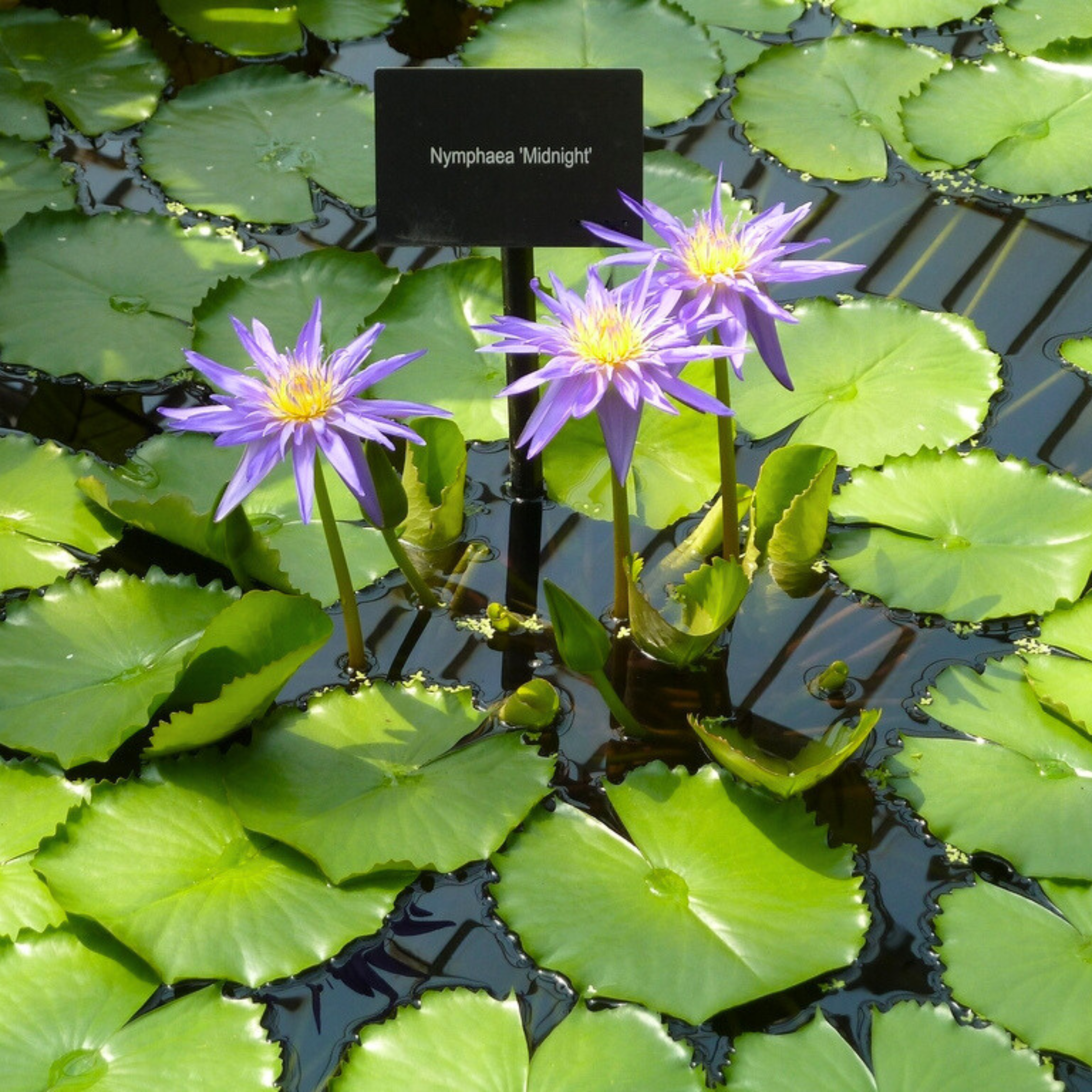 DZ Nymphaea Midnight Caprice