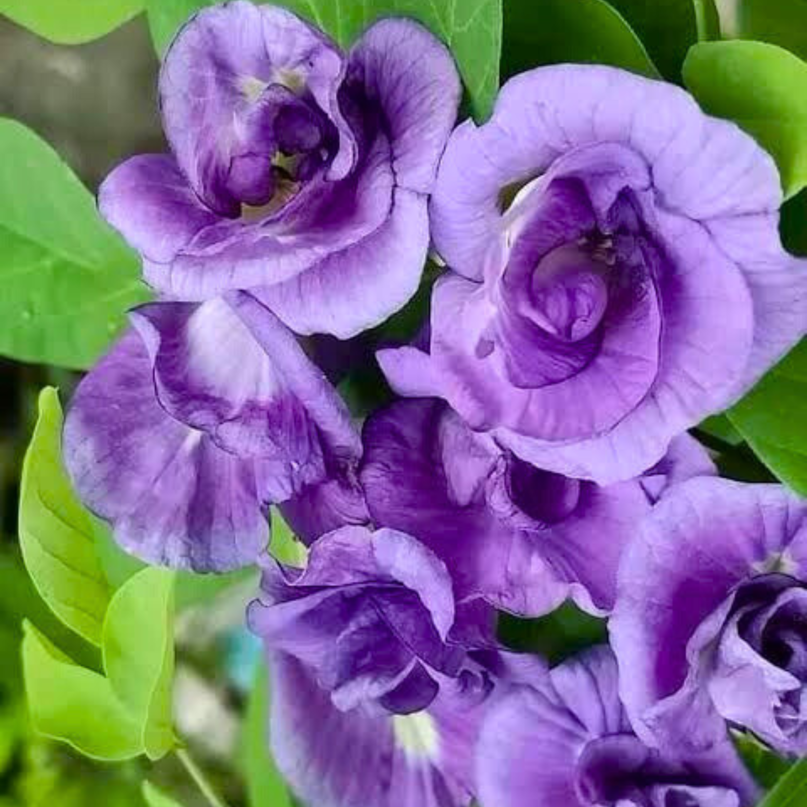 MR Clitoria Purple Multi Petal (Butterfly Pea) Rare Flowering Live Plant