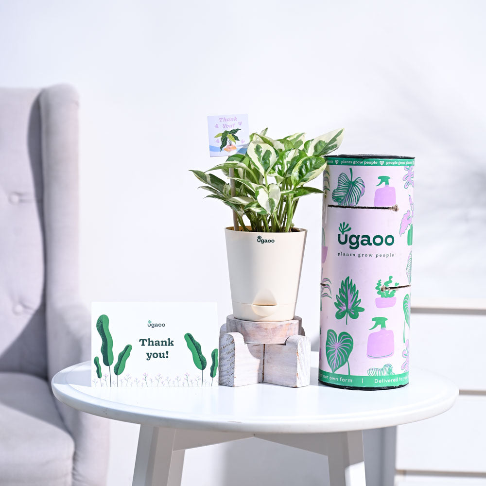Ugaoo Money Plant N Joy Thank you Gift Hamper - view 4