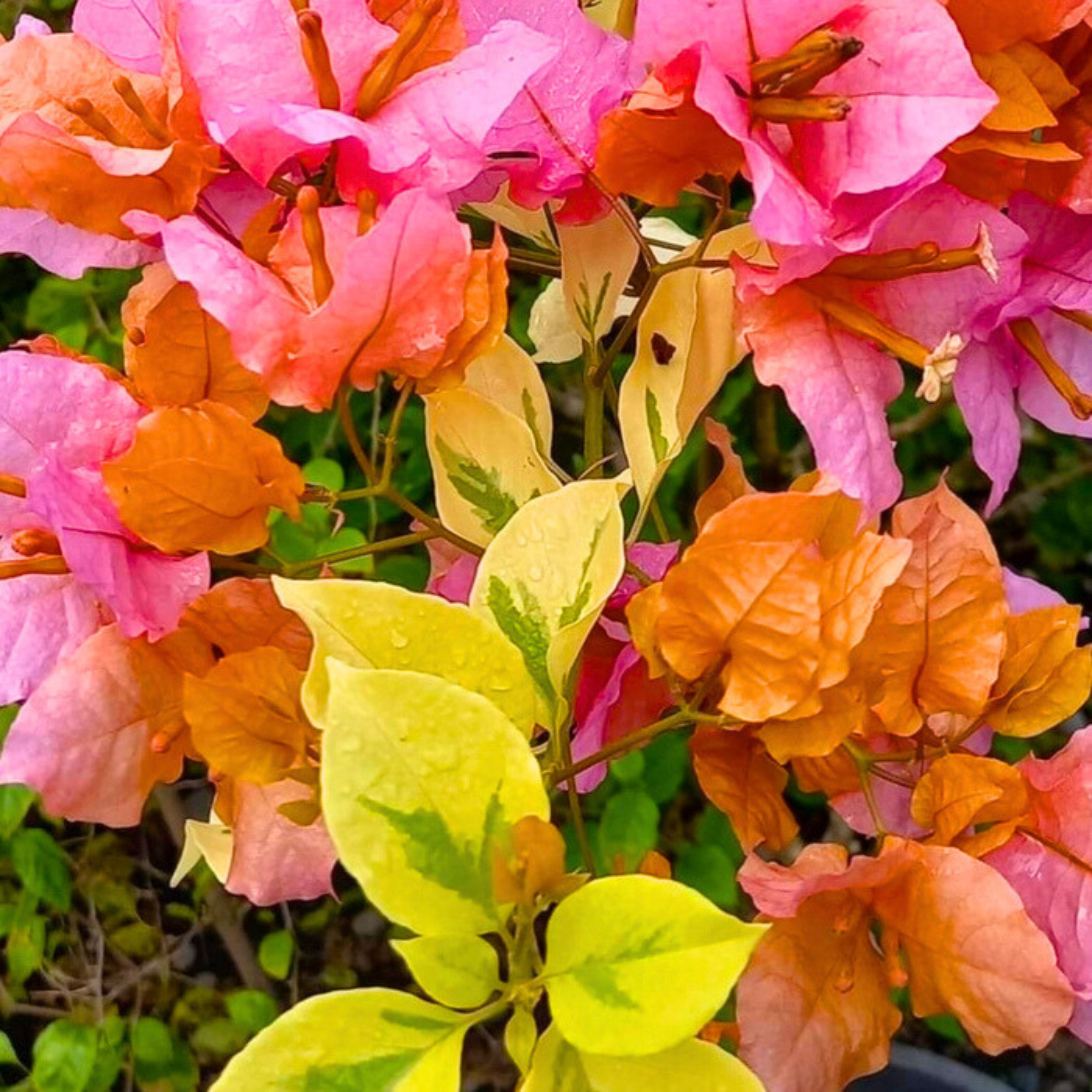 DZ Bougainvillea Hybrid Newspaper Variegated Flowering Live Plant