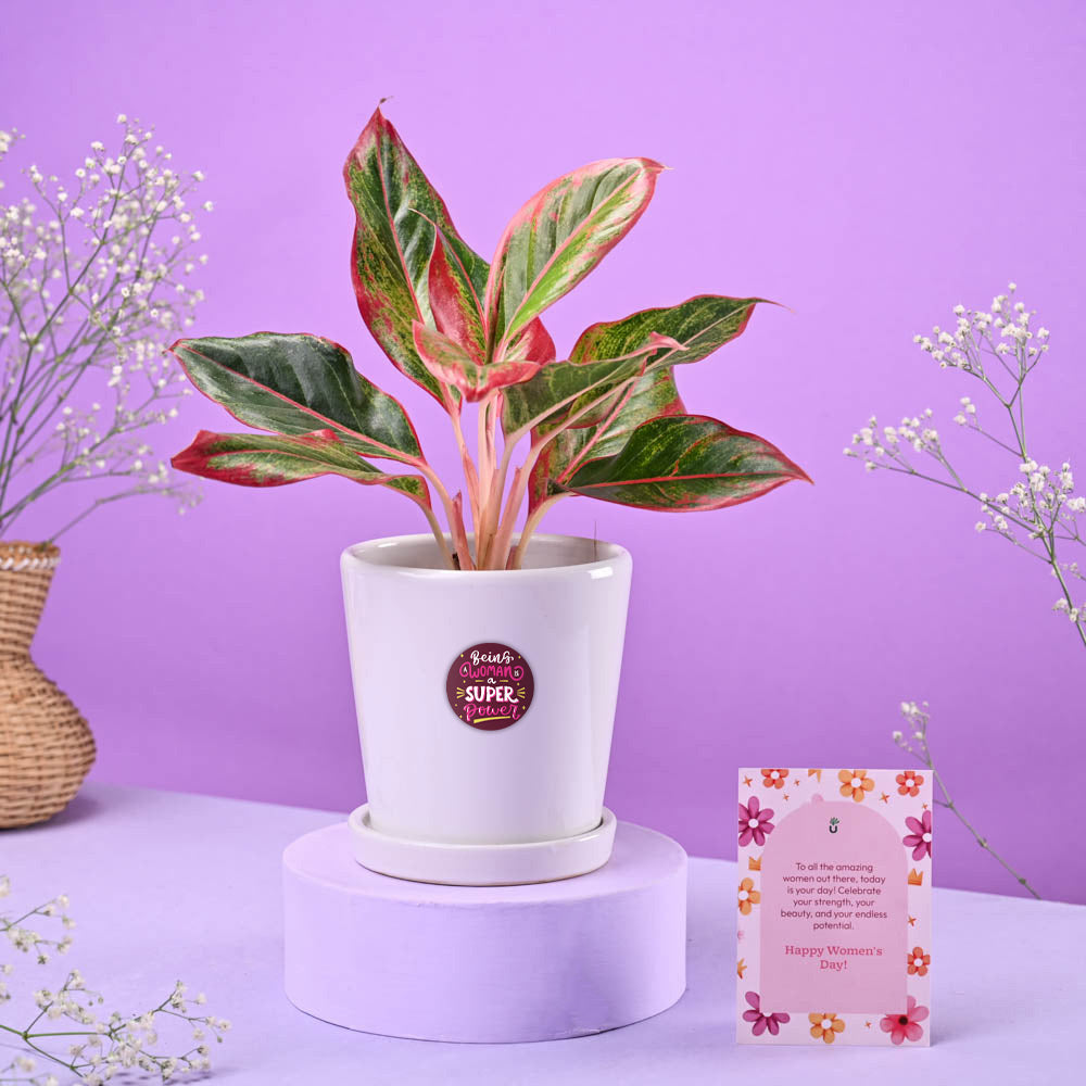 Ugaoo Aglaonema Red in Ceramic Pot Women's Day Gift