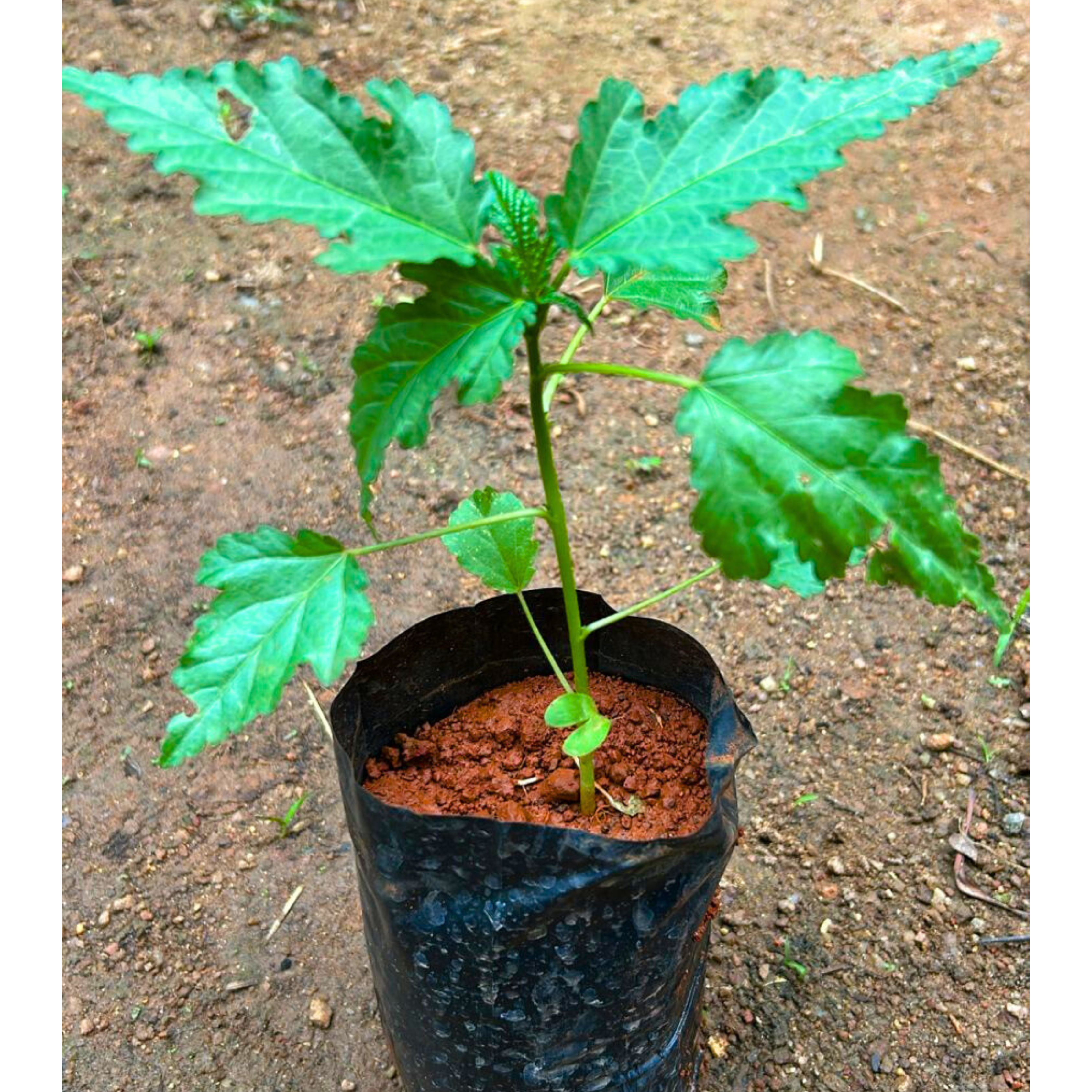 MR Midday / Scarlet Mallow Red (Pentapetes phoenicea) Rare Flowering Live Plant - view 3