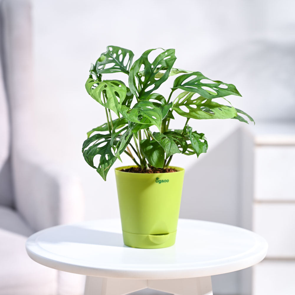 Ugaoo Broken Heart Plant - view 35