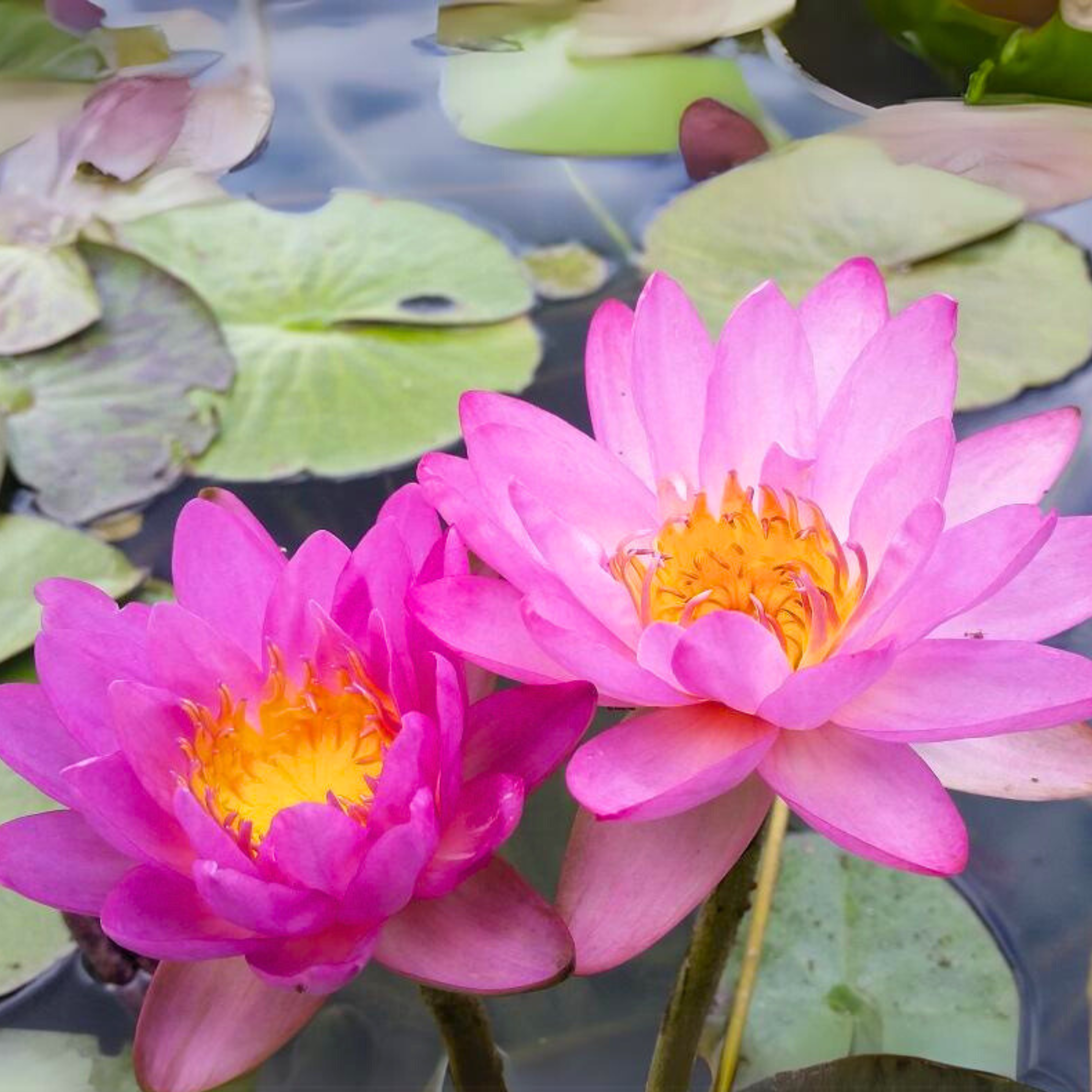 DZ Nymphaea Siam Purple 2