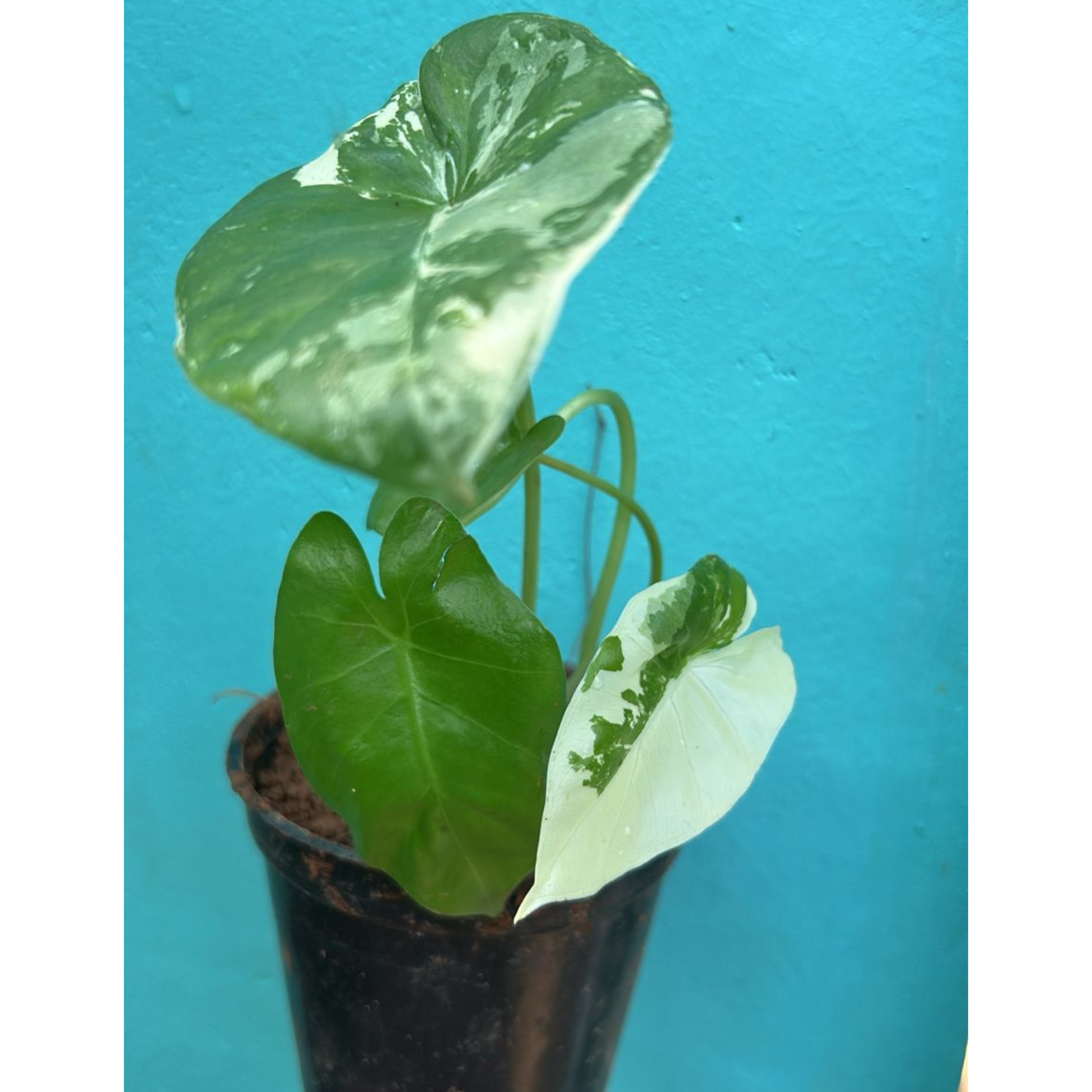 MR Alocasia Variegated Indoor / Outdoor Live Plant