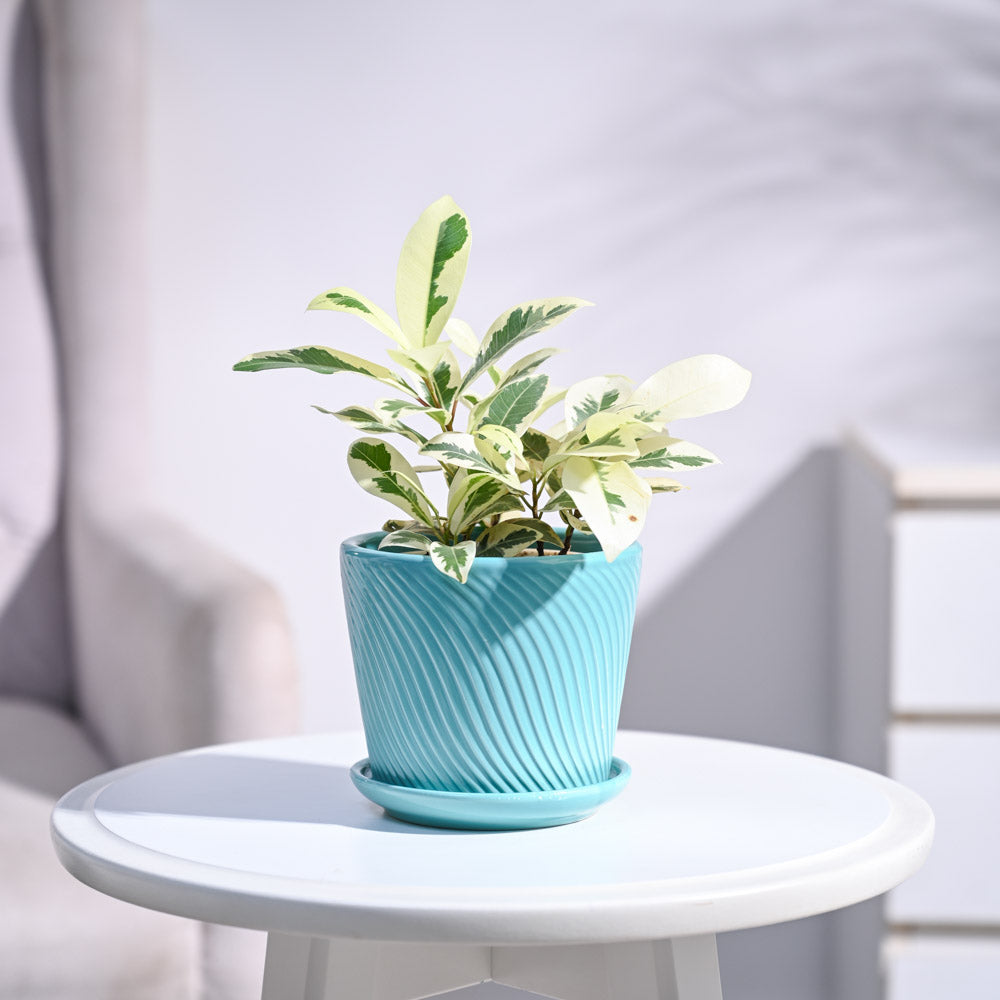 Ugaoo Ficus Prestige Plant - view 119