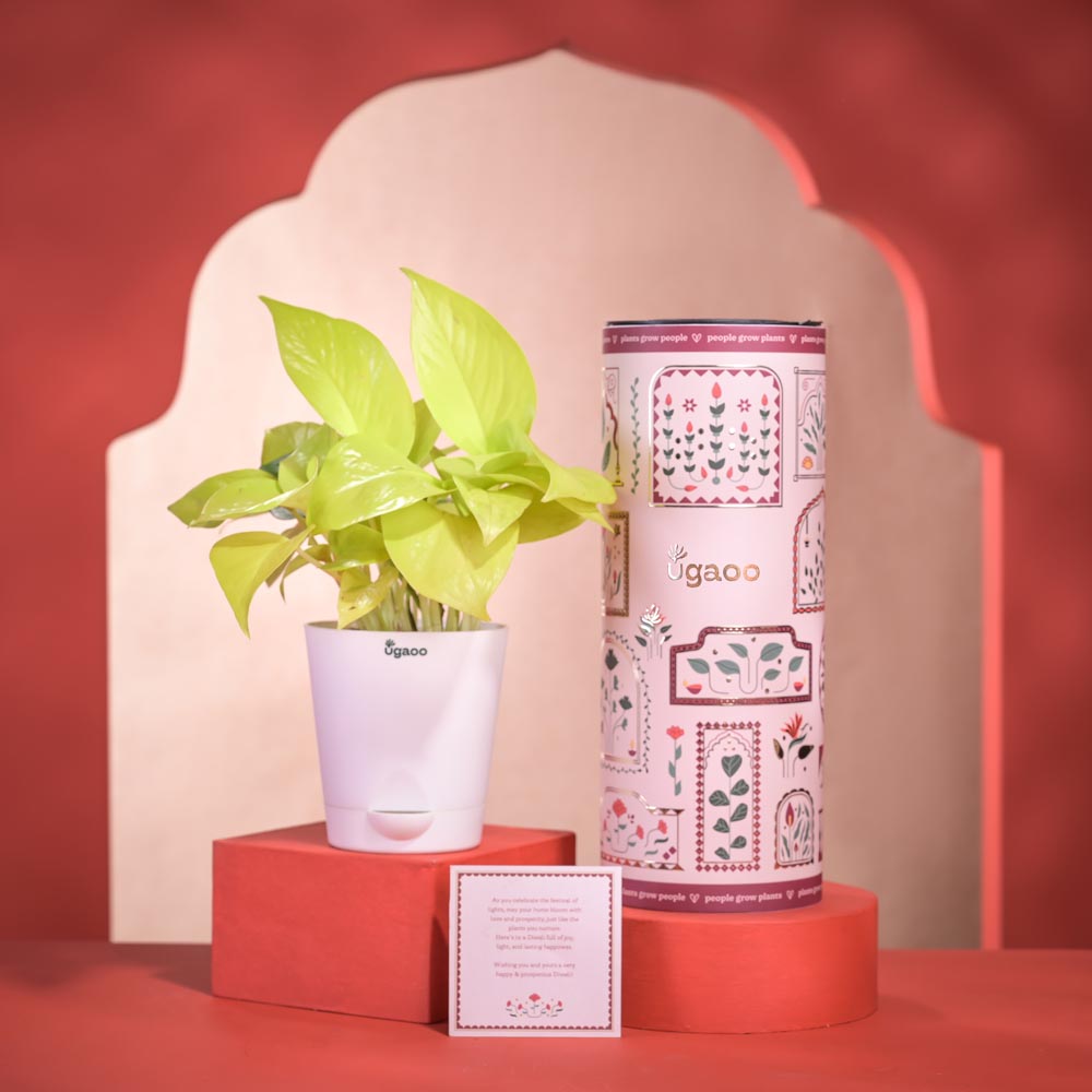 Ugaoo Golden Money Plant Diwali Gift with Greeting Card
